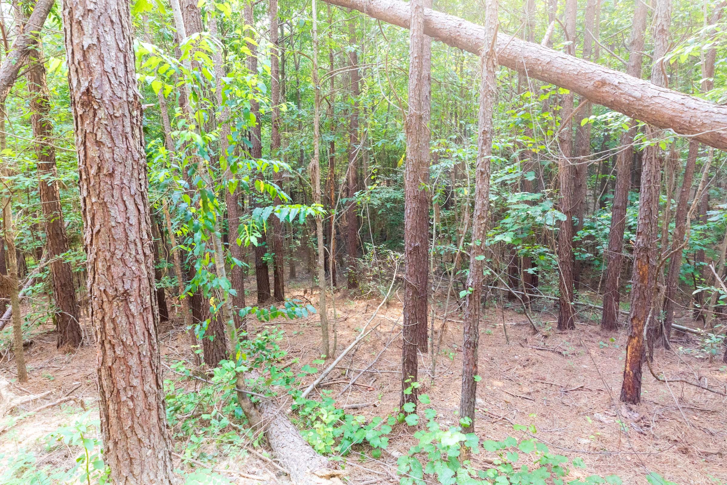 Whiskey Ridge Tract 111 photo 9