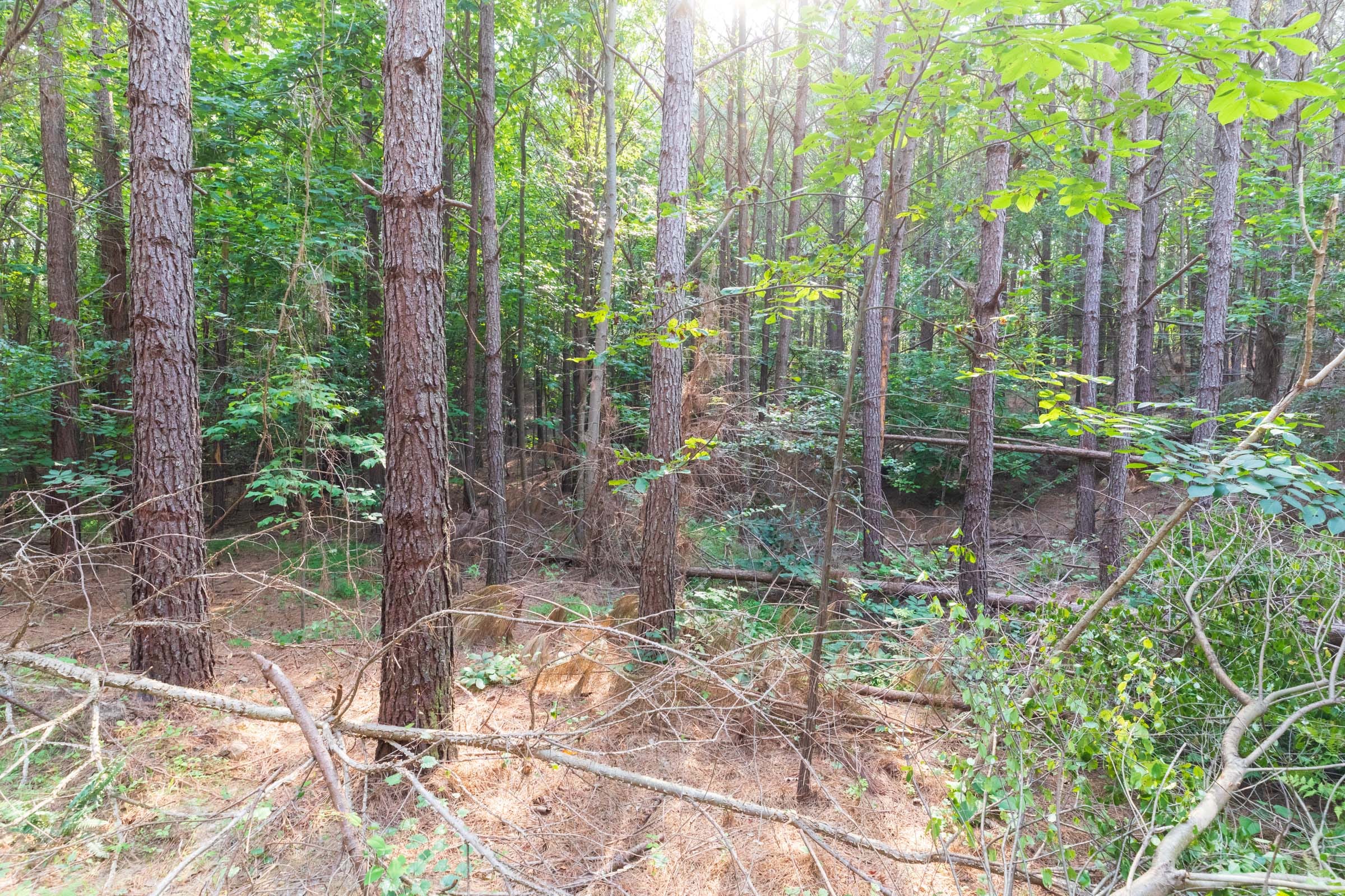 Whiskey Ridge Tract 111 photo 11
