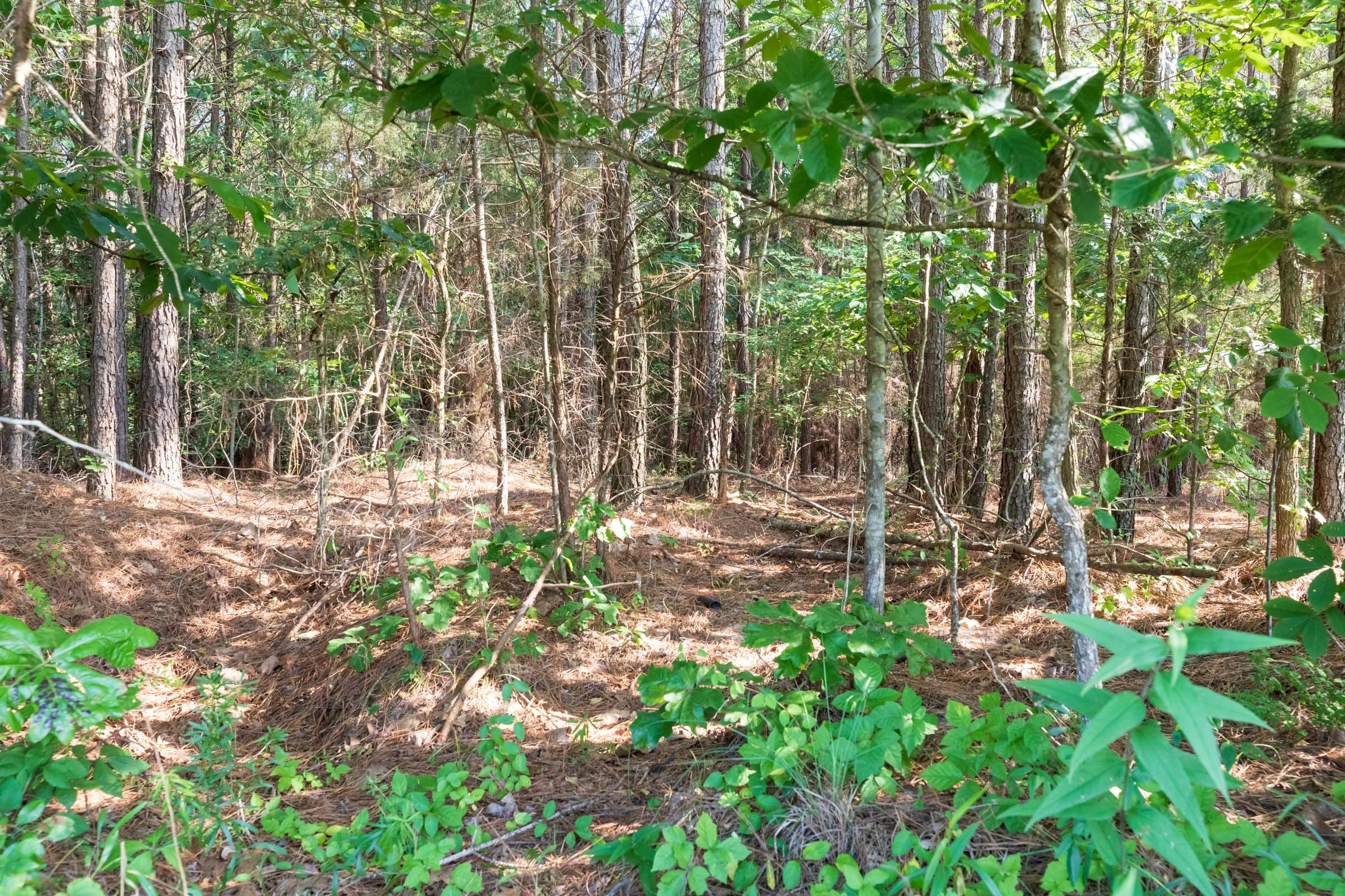 Whiskey Ridge Tract 111 photo 15