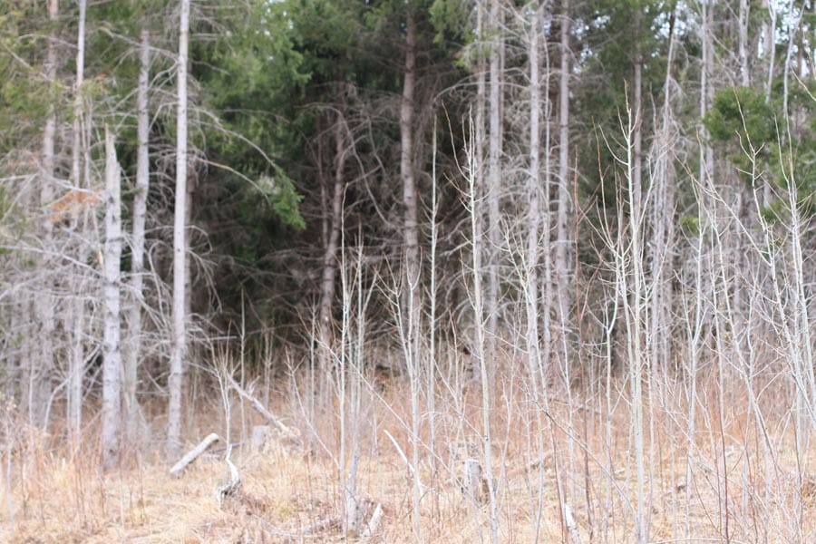 Sunrise Estates Tract 12 photo 9