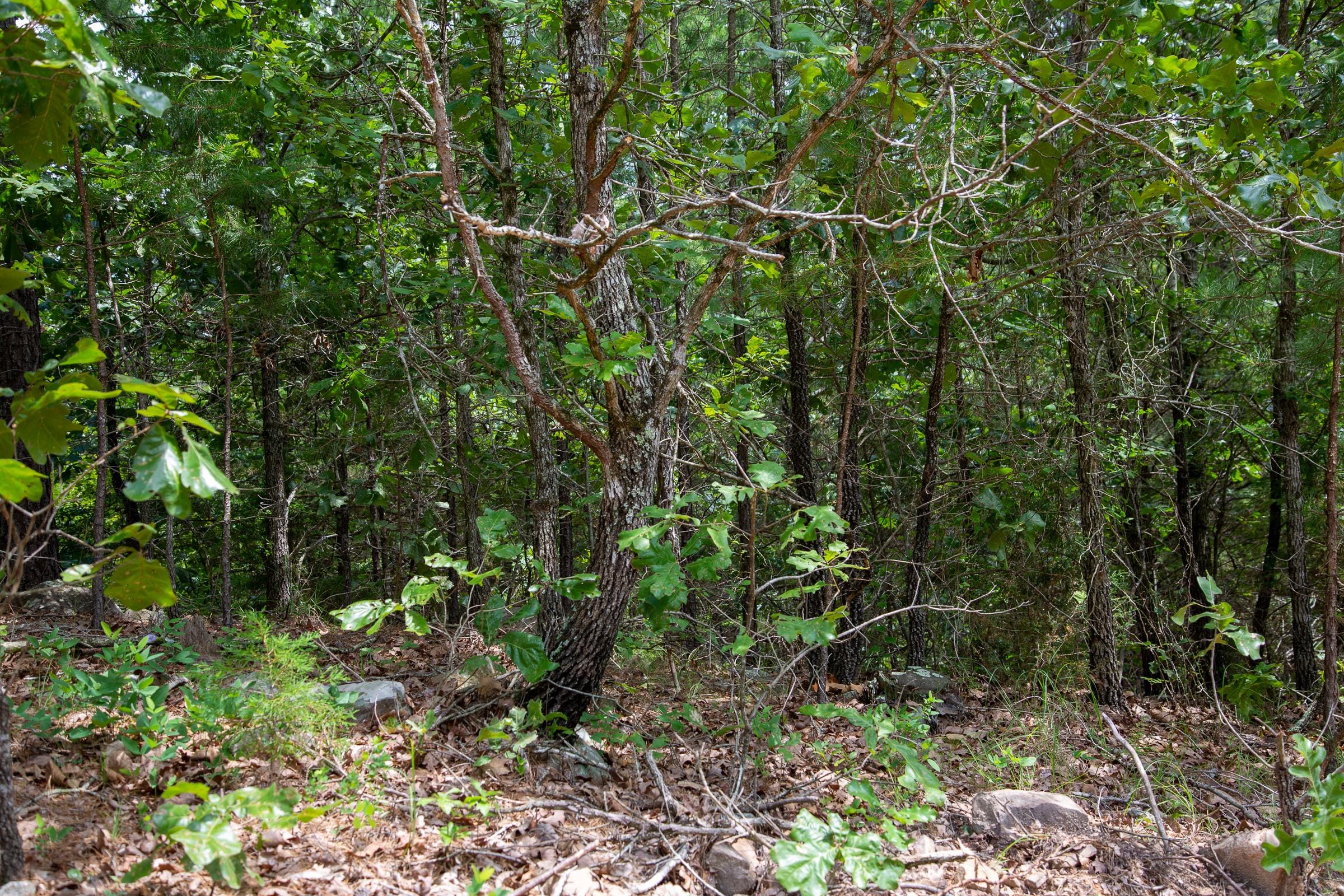 Tyler Stone Ranch Tract 52 photo 3