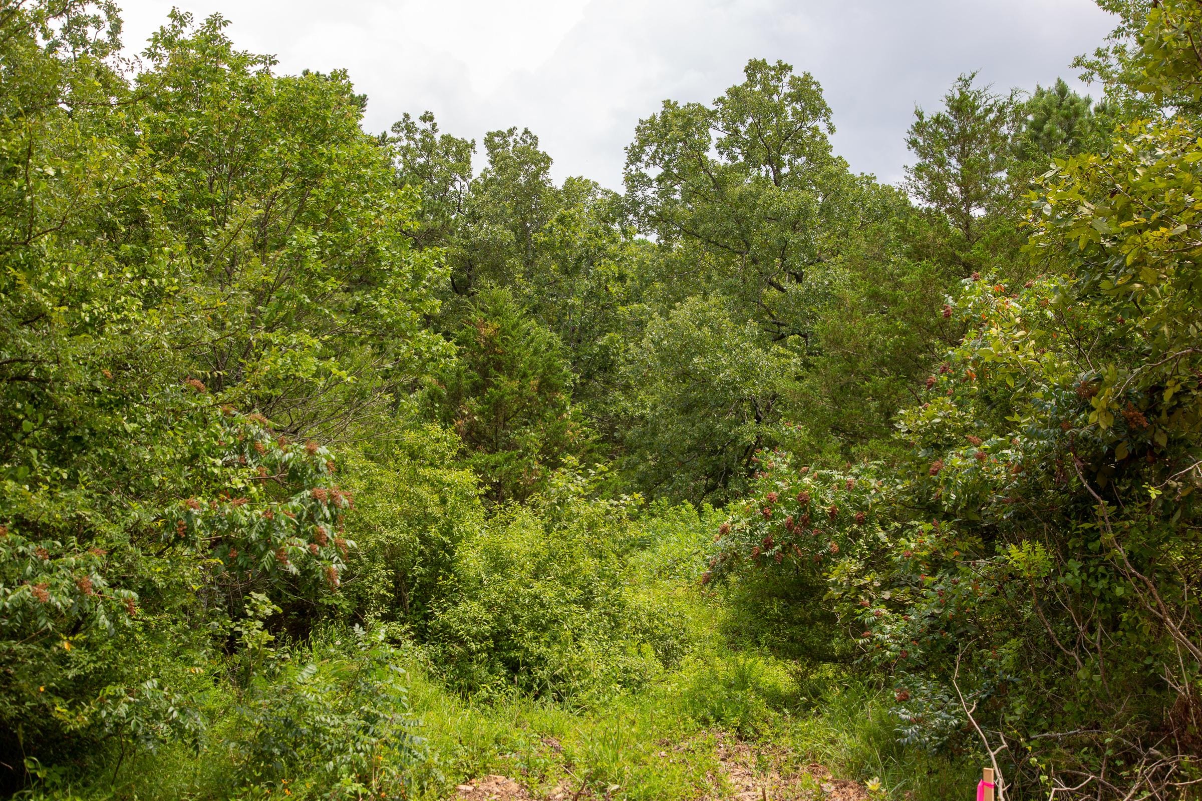 Tyler Stone Ranch Tract 52 photo 4