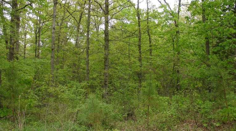 Rogue Creek Tract 163 photo 3
