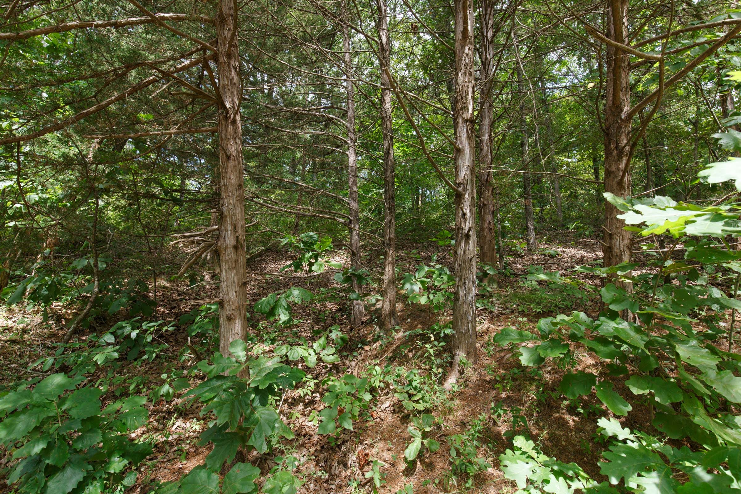 Spring Lake Plat 5 Tract 250 photo 3