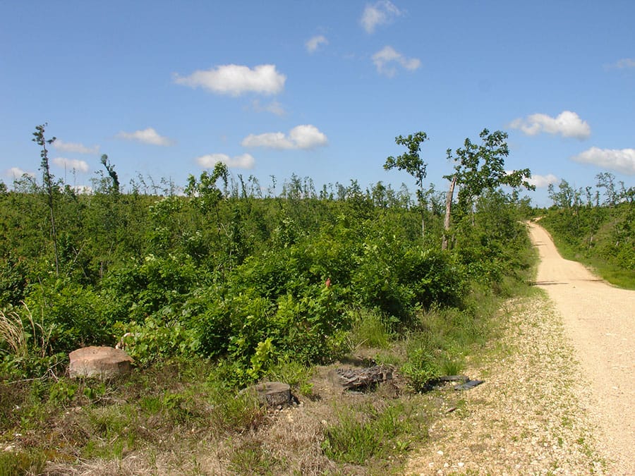 Antler Ridge Tract 38 photo 1