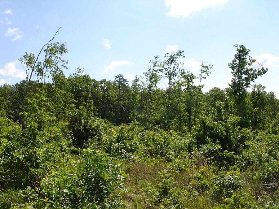 Antler Ridge Tract 38 photo 2