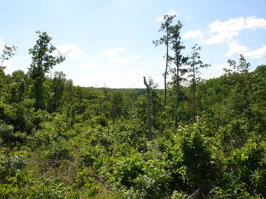 Antler Ridge Tract 38 photo 3