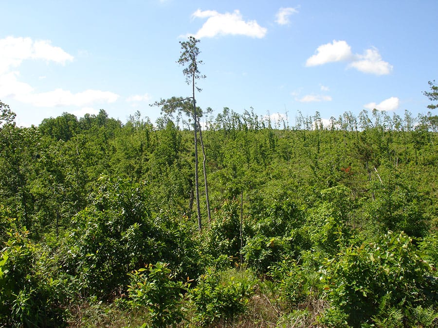 Antler Ridge Tract 38 photo 4