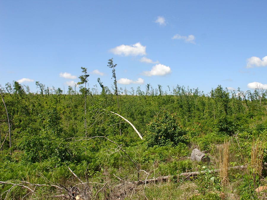 Antler Ridge Tract 38 photo 5