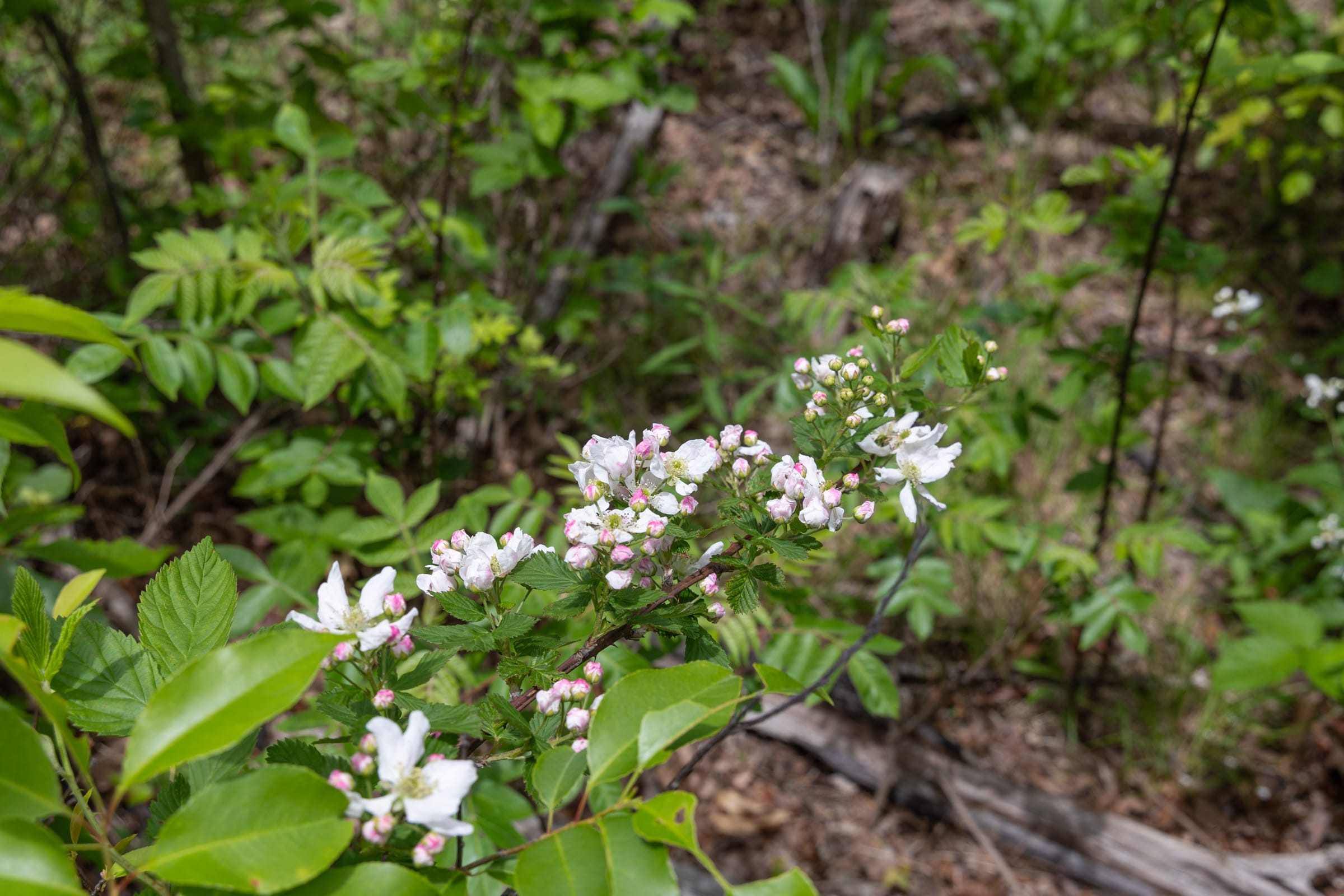 Sleepy Hollow Phase II Tract 77 photo 10