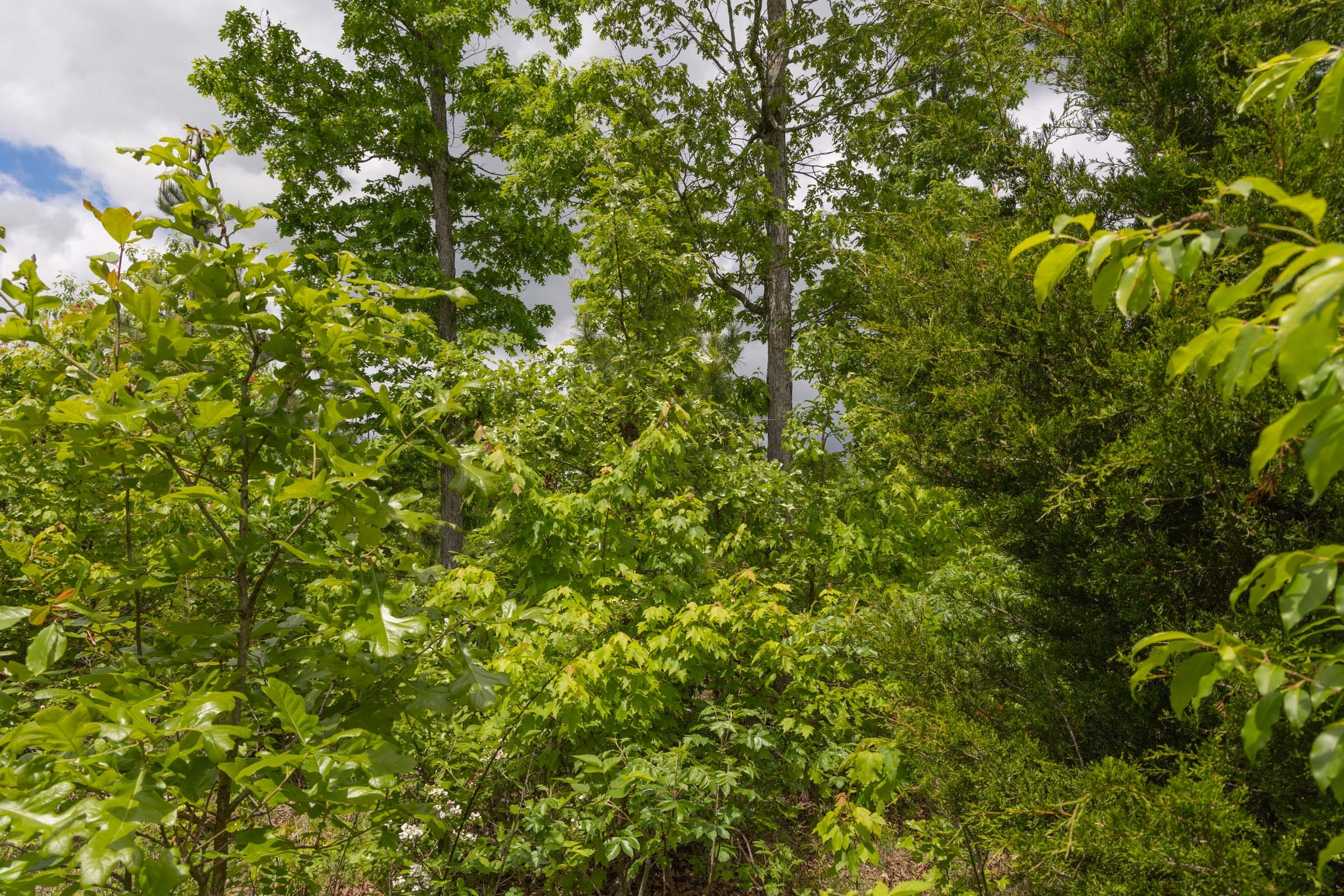 Sleepy Hollow Phase II Tract 77 photo 9