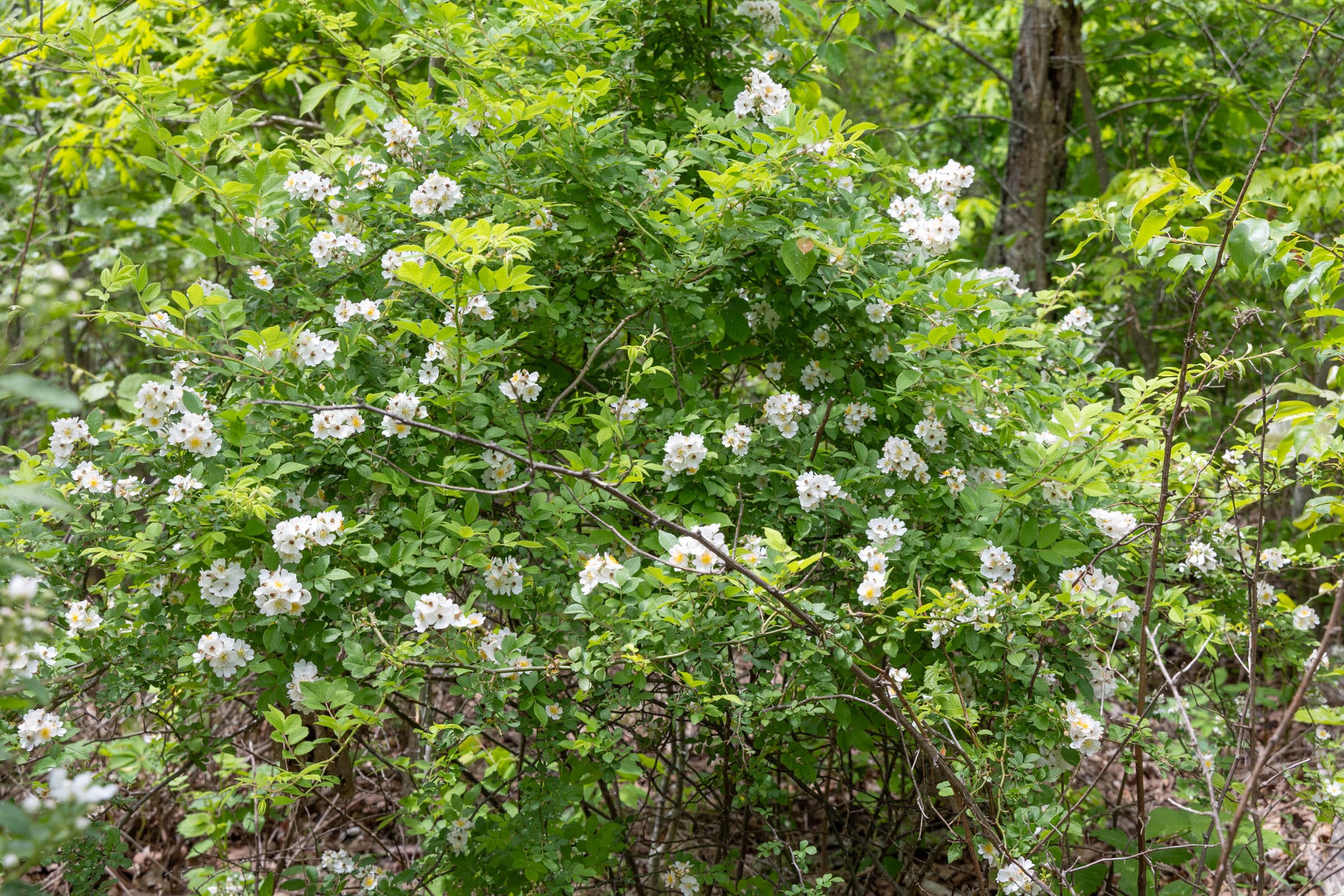 Sleepy Hollow Phase II Tract 77 photo 5