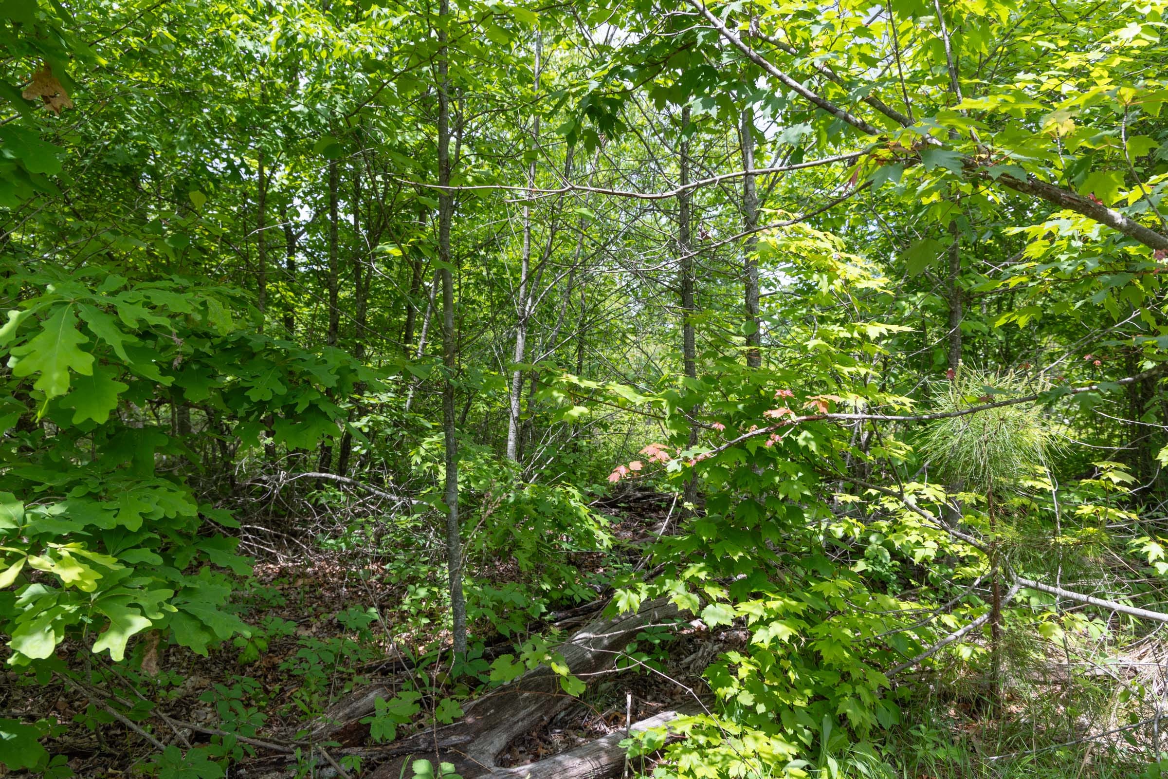 Sleepy Hollow Phase II Tract 77 photo 6