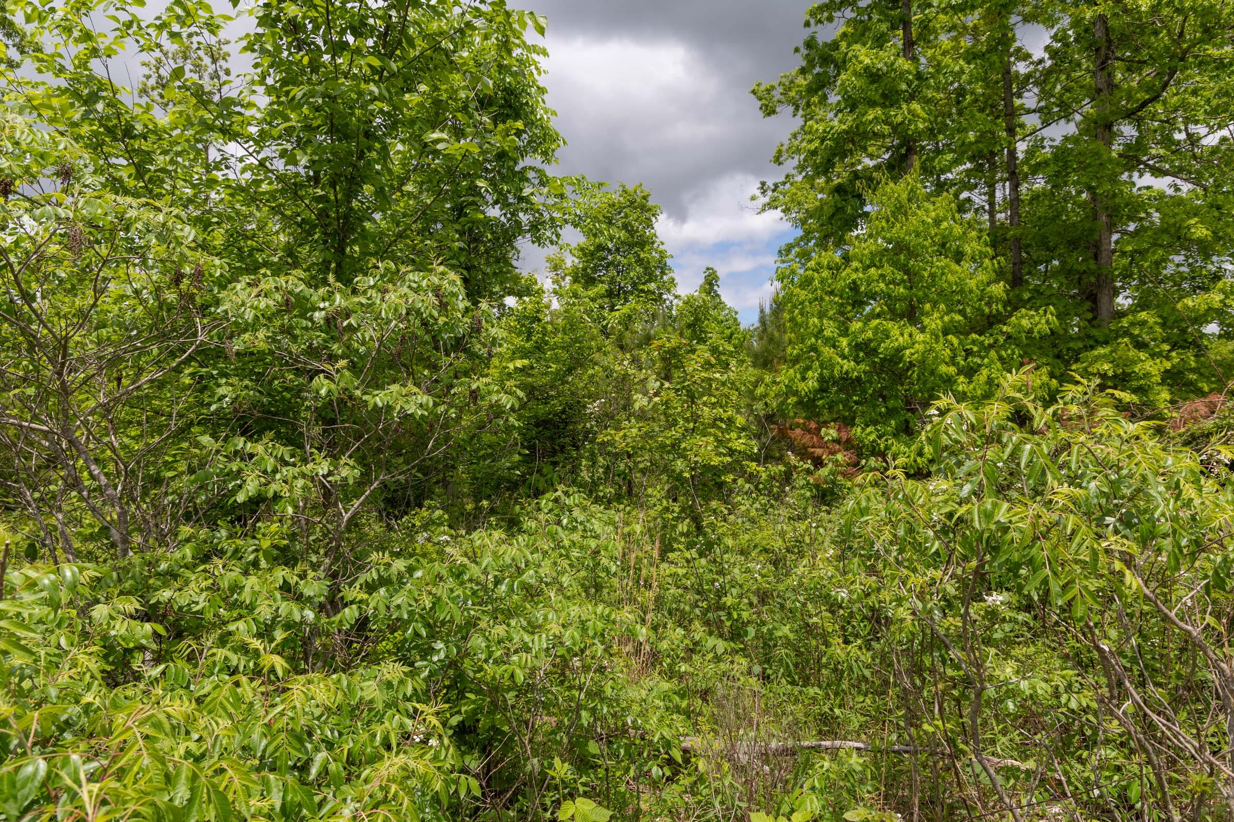 Sleepy Hollow Phase II Tract 77 photo 4