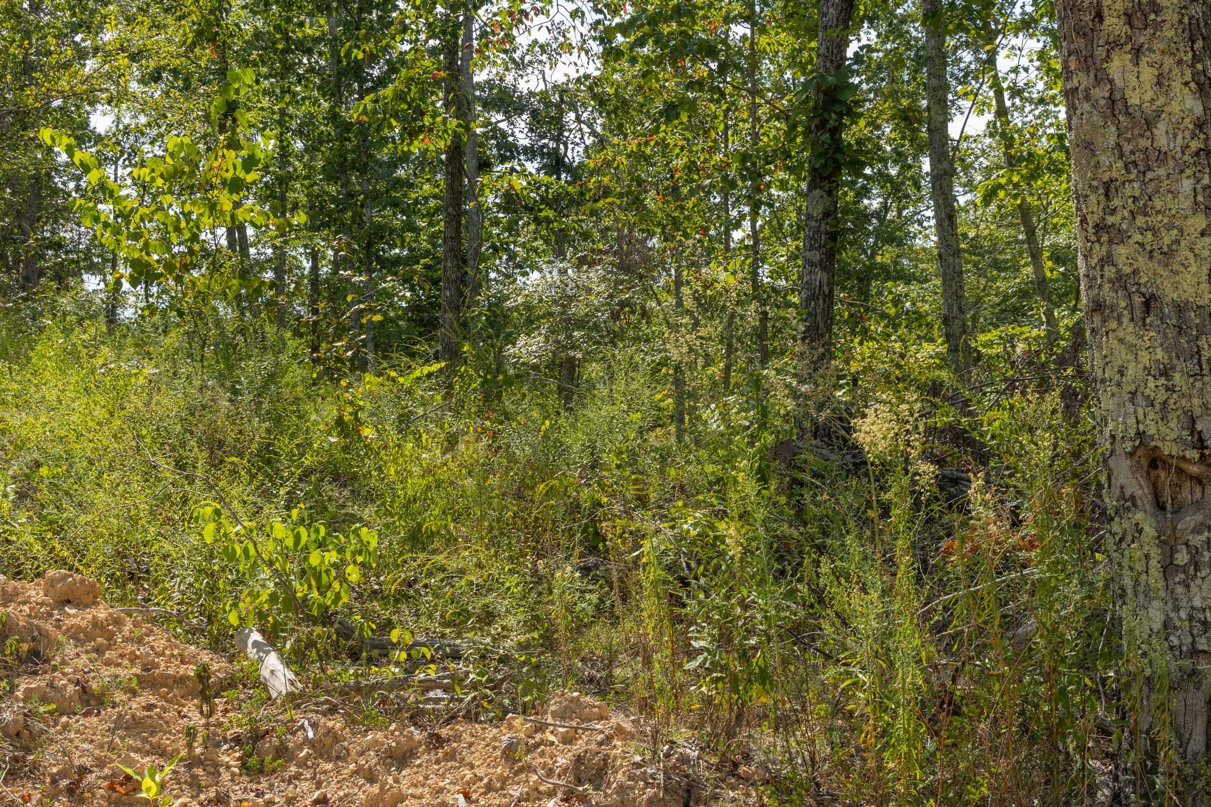 Big White Oak Tract 69 photo 7