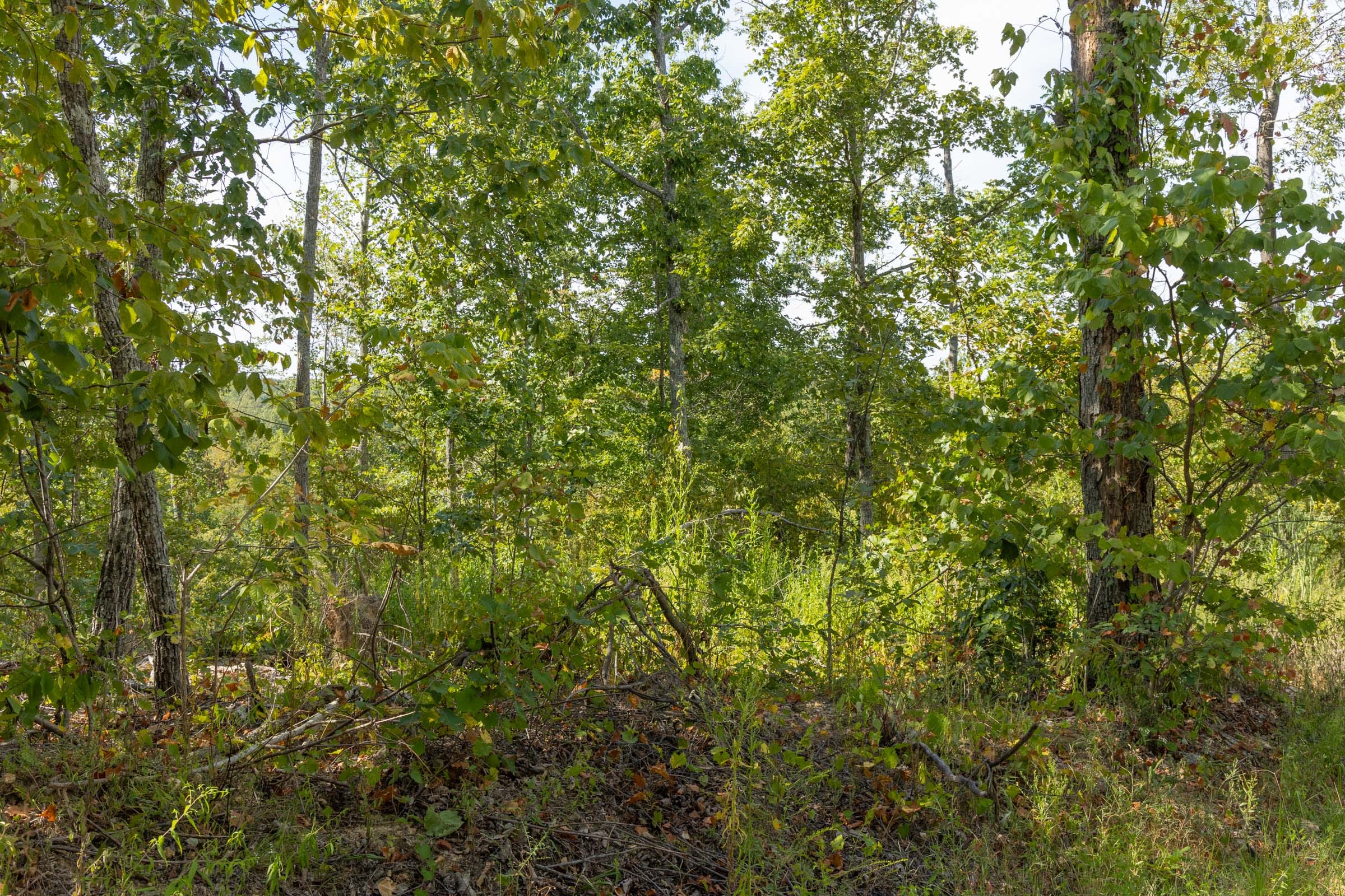Big White Oak Tract 69 photo 6