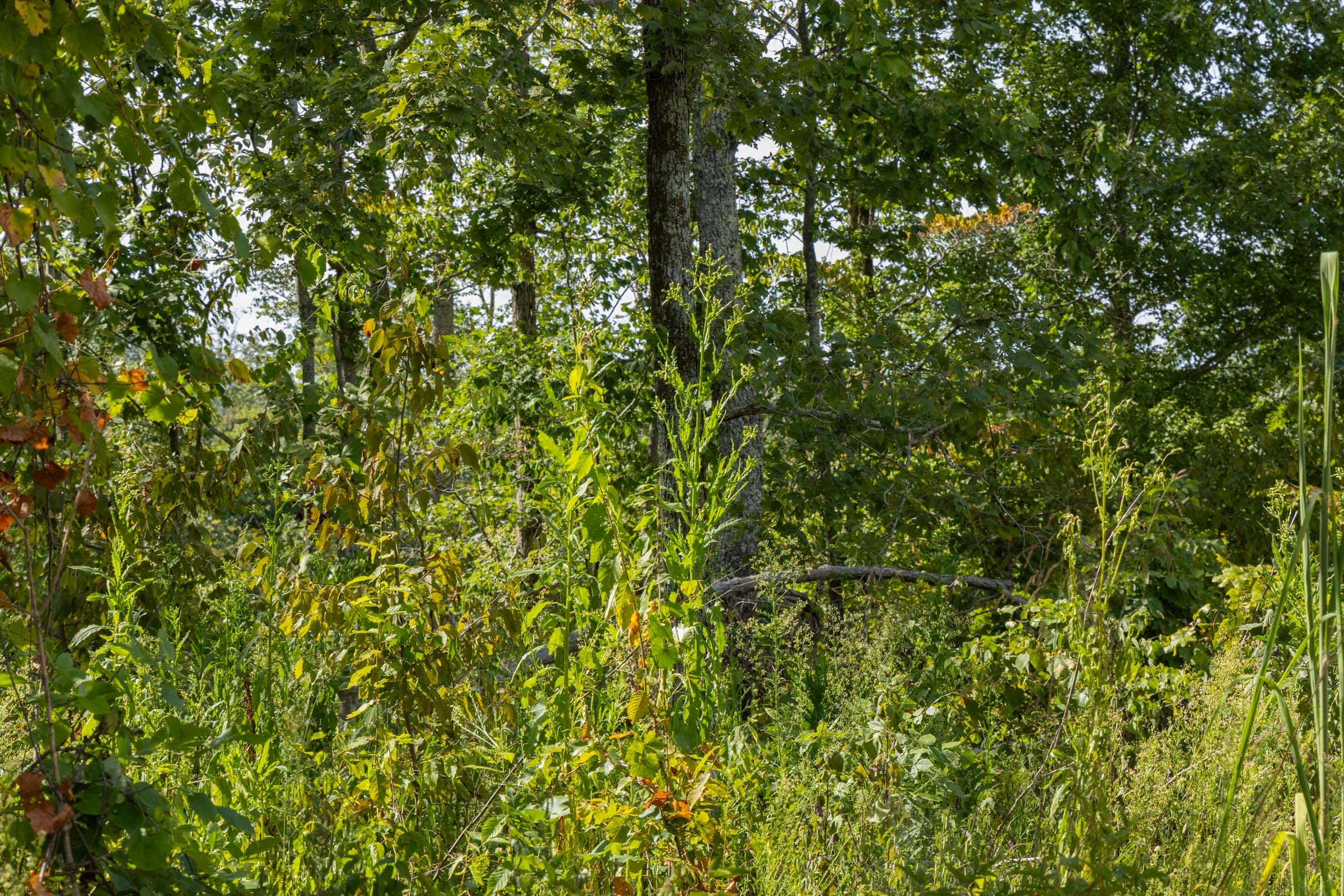 Big White Oak Tract 69 photo 5