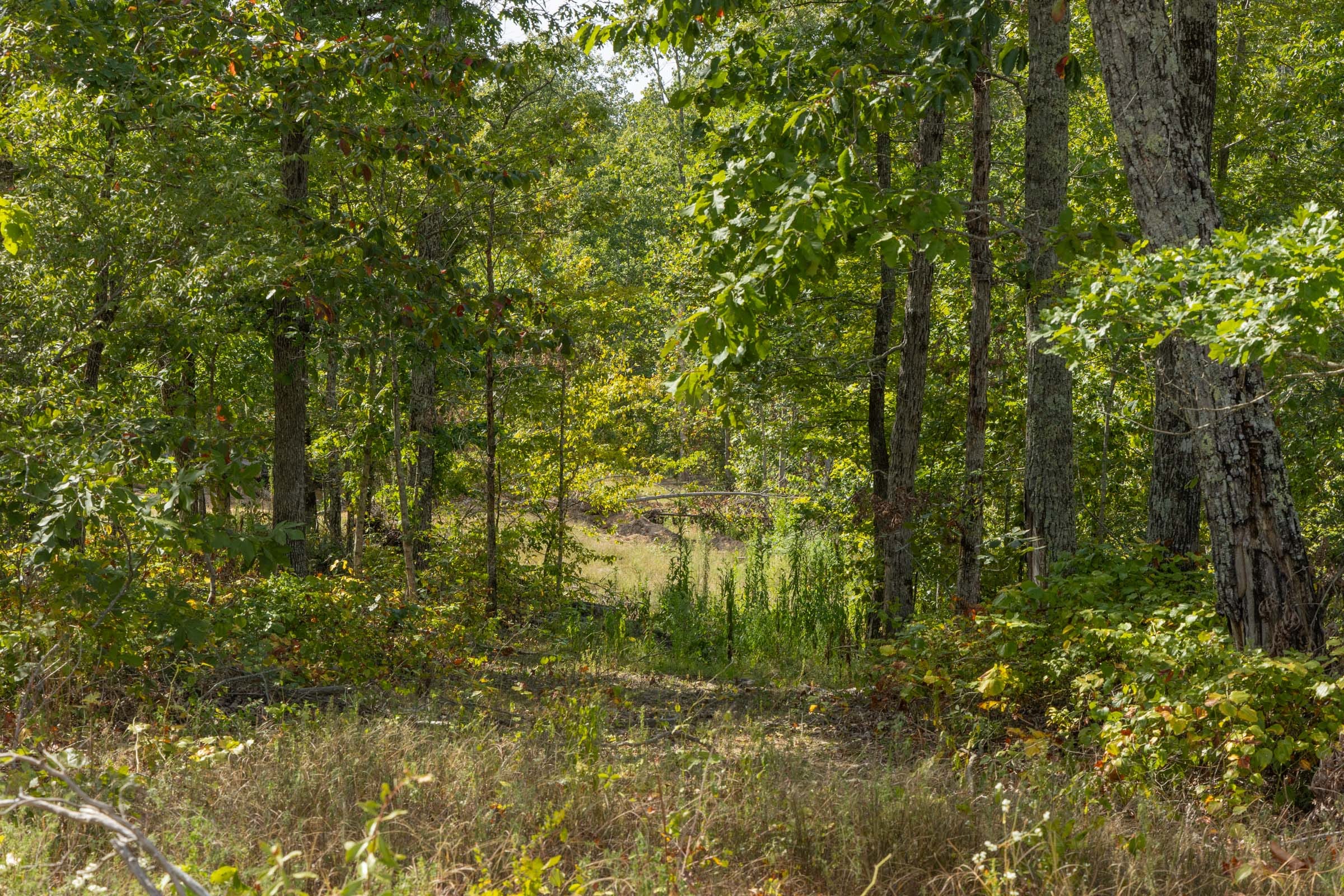 Big White Oak Tract 69 photo 4