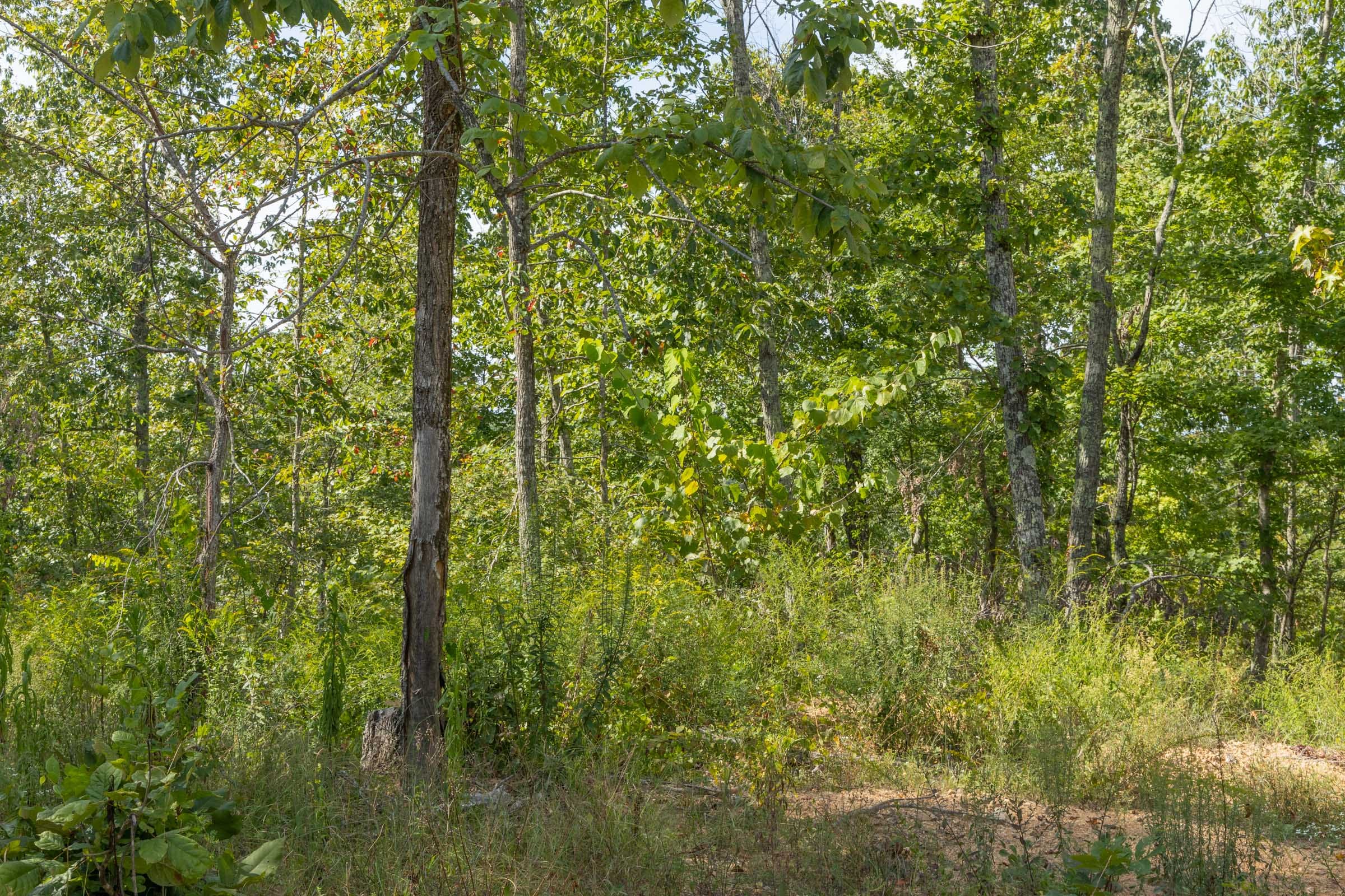 Big White Oak Tract 69 photo 3