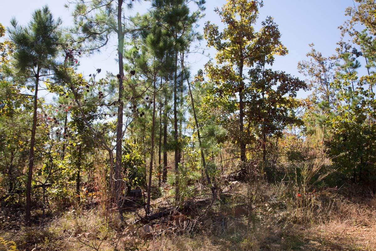 Stone Creek Phase I Tract 182 photo 11