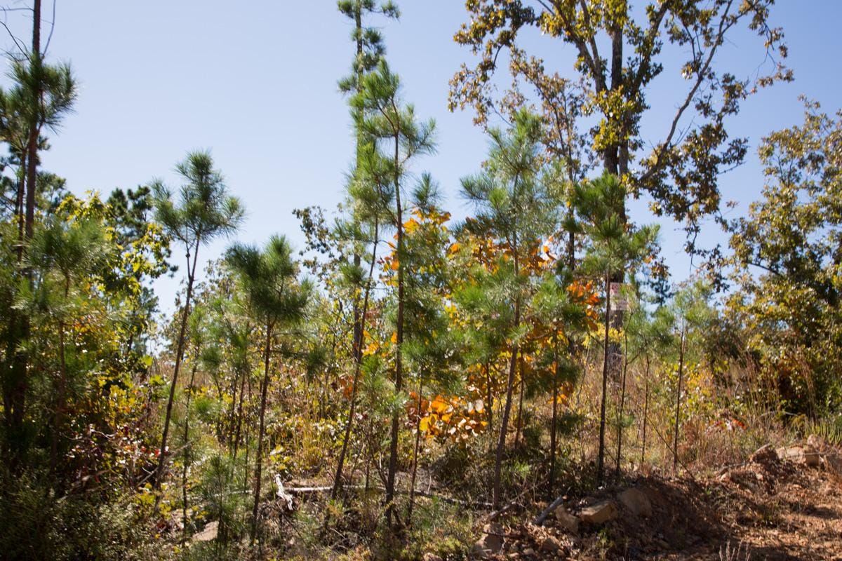 Stone Creek Phase I Tract 182 photo 12