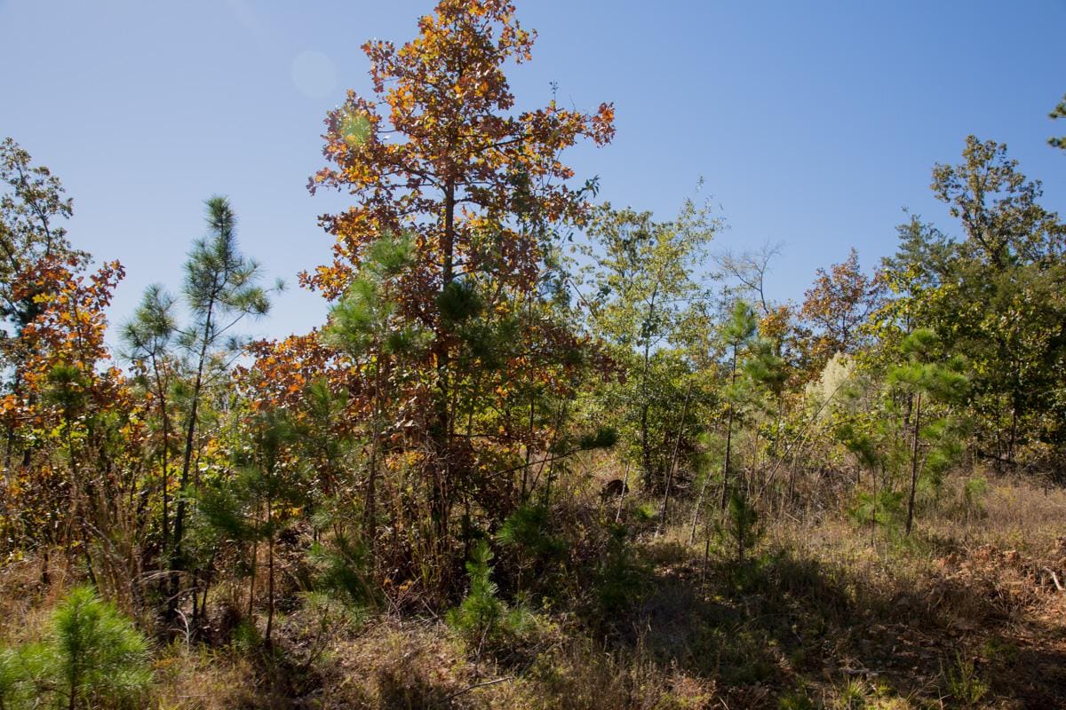 Stone Creek Phase I Tract 182 photo 15