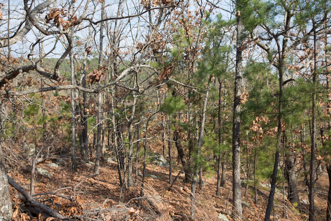 Stone Creek Phase III Tract 92 photo 4