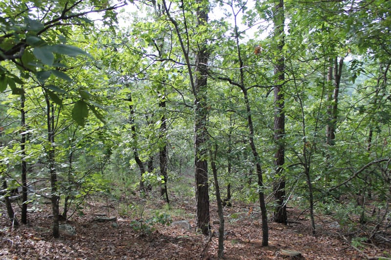 Trophy Ridge Phase III Tract 1 photo 4