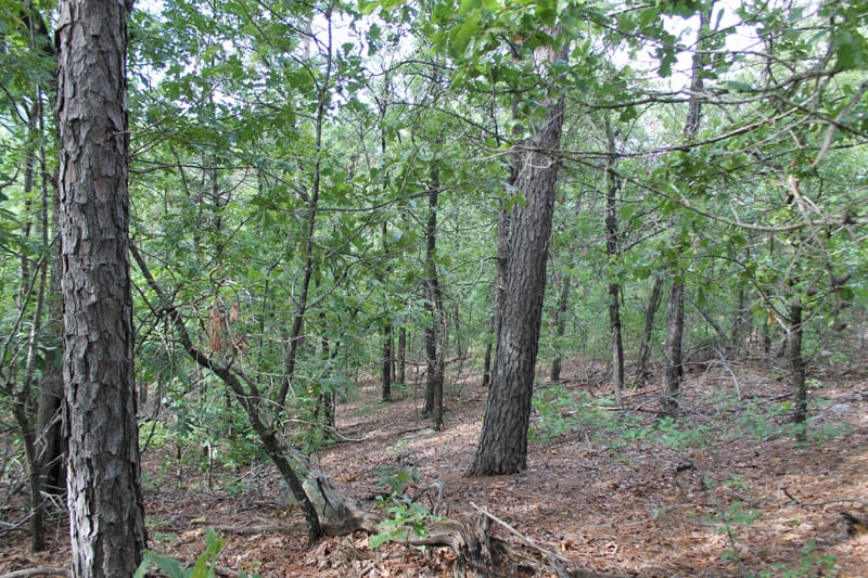 Trophy Ridge Phase III Tract 1 photo 6