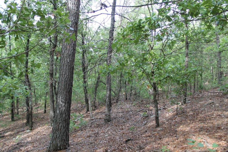 Trophy Ridge Phase III Tract 1 photo 7