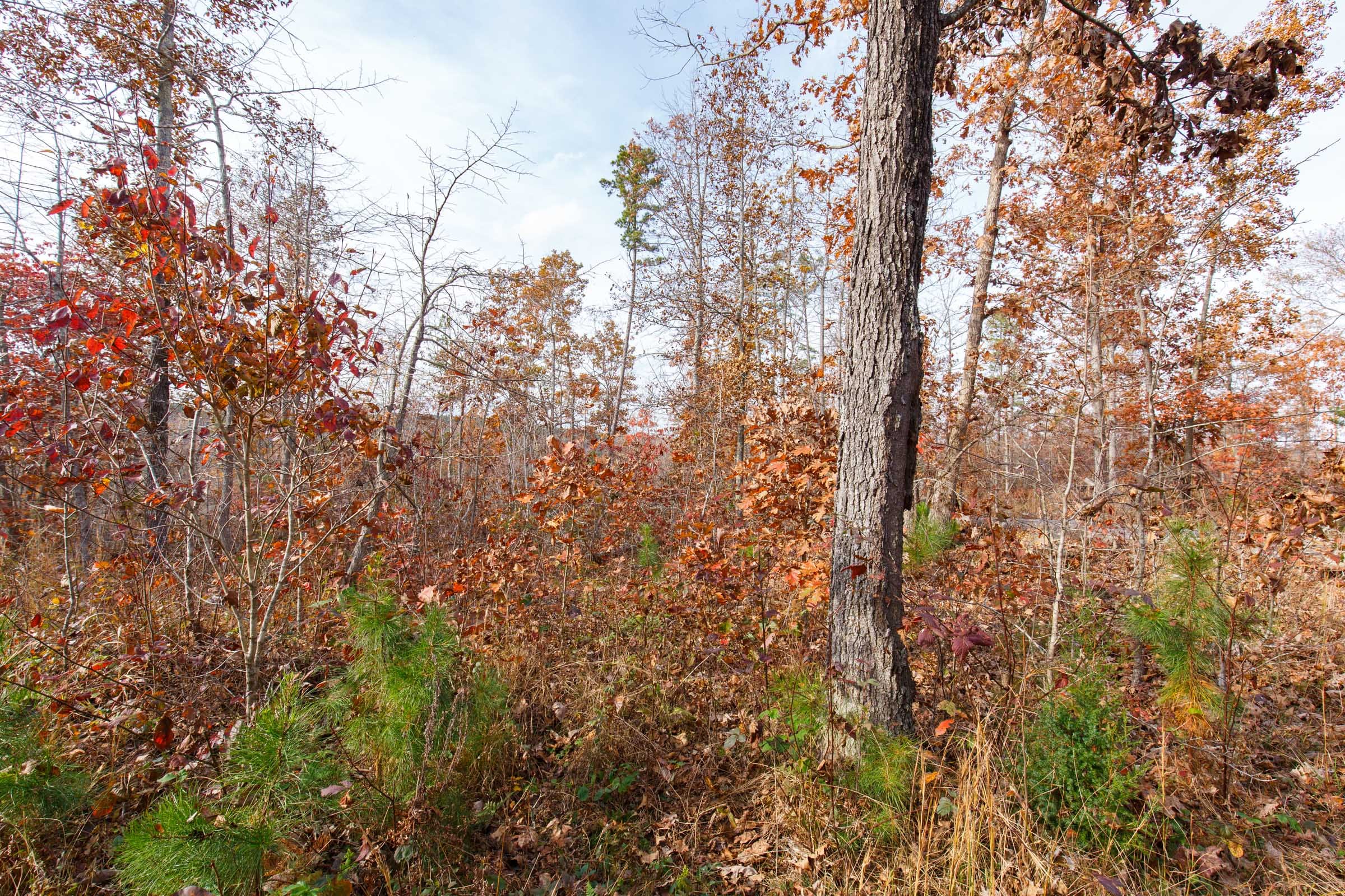 Hawkcrest Tract 43 photo 3