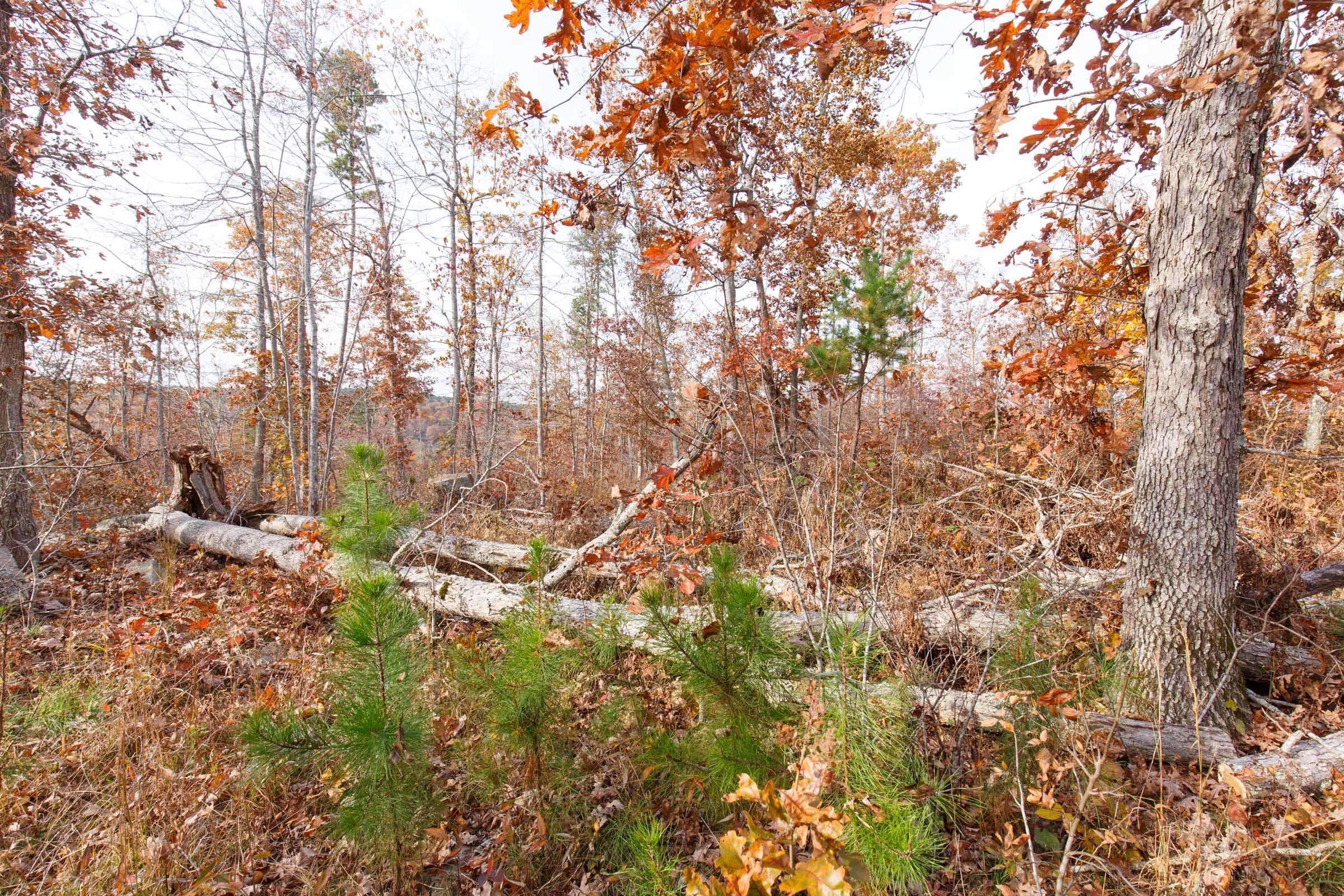 Hawkcrest Tract 43 photo 4