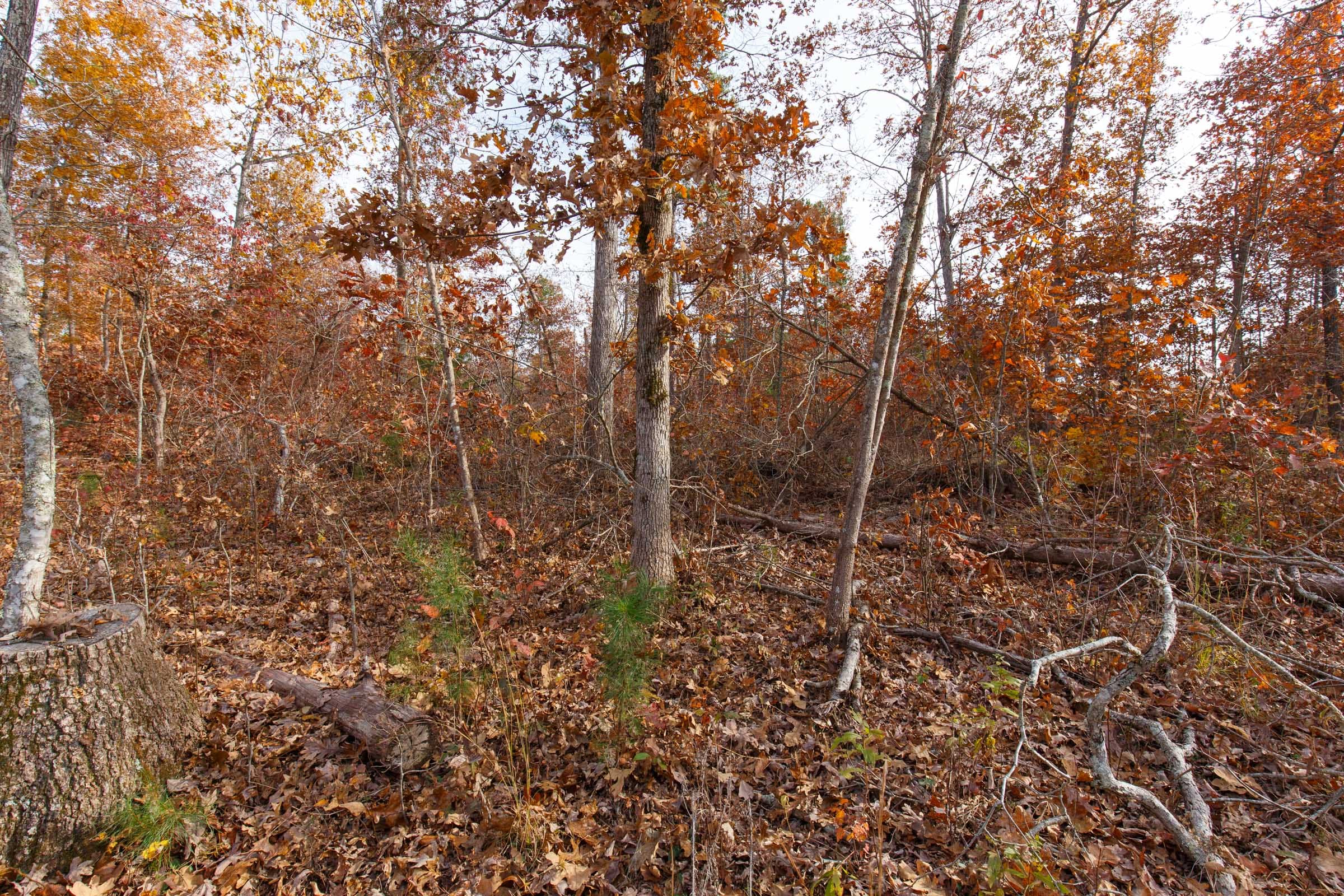 Hawkcrest Tract 43 photo 10