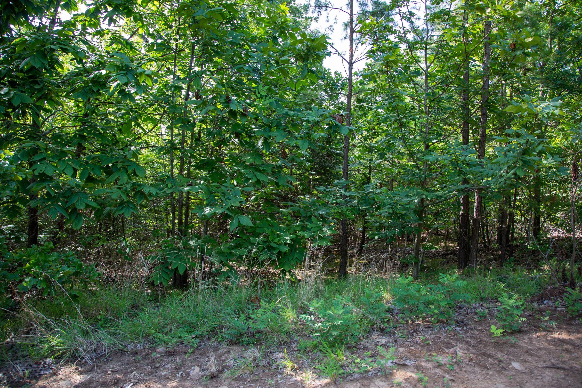 Tyler Stone Ranch Tract 46 photo 4