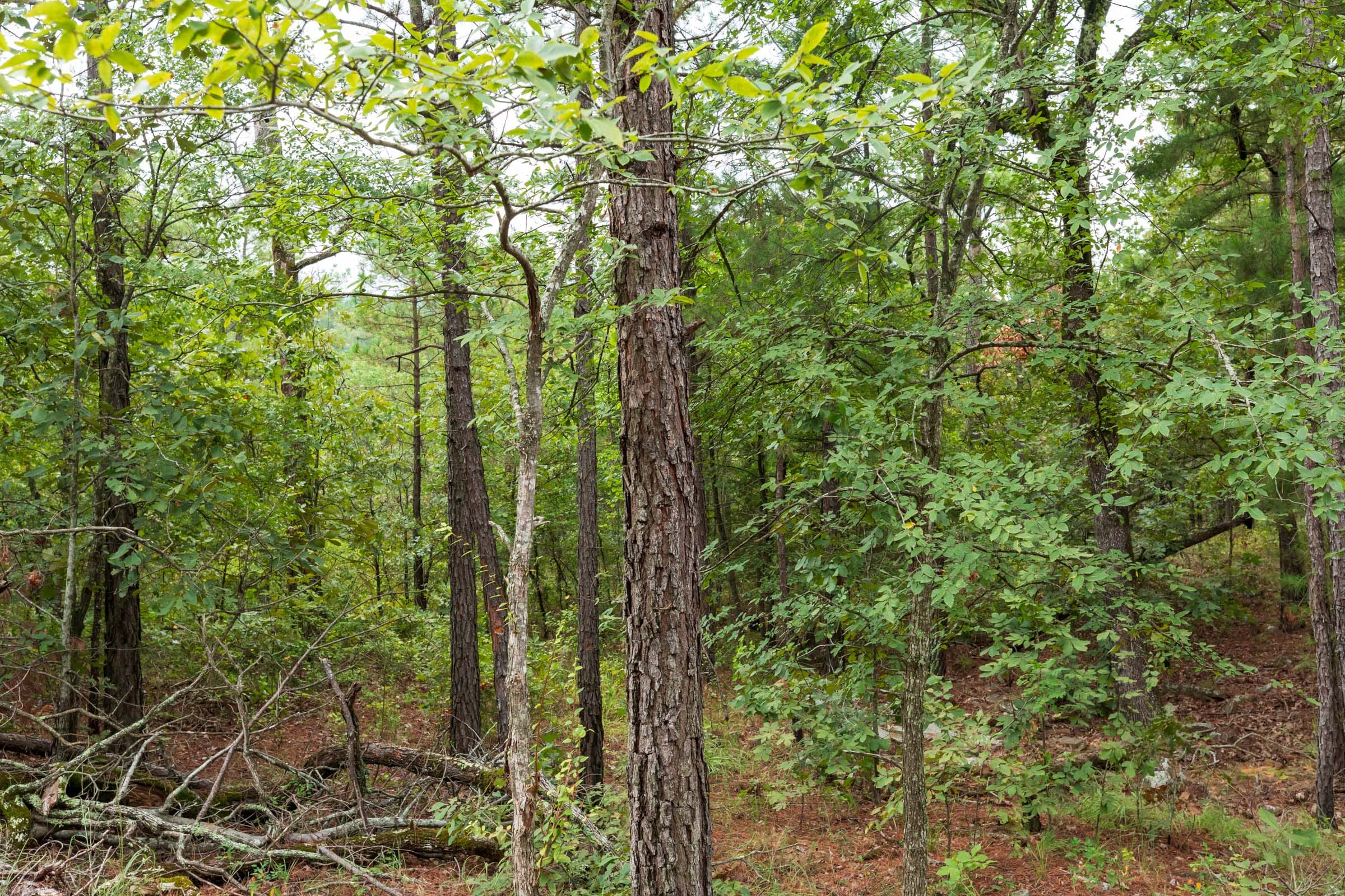 Stone Bridge Phase V Tract 422 photo 6