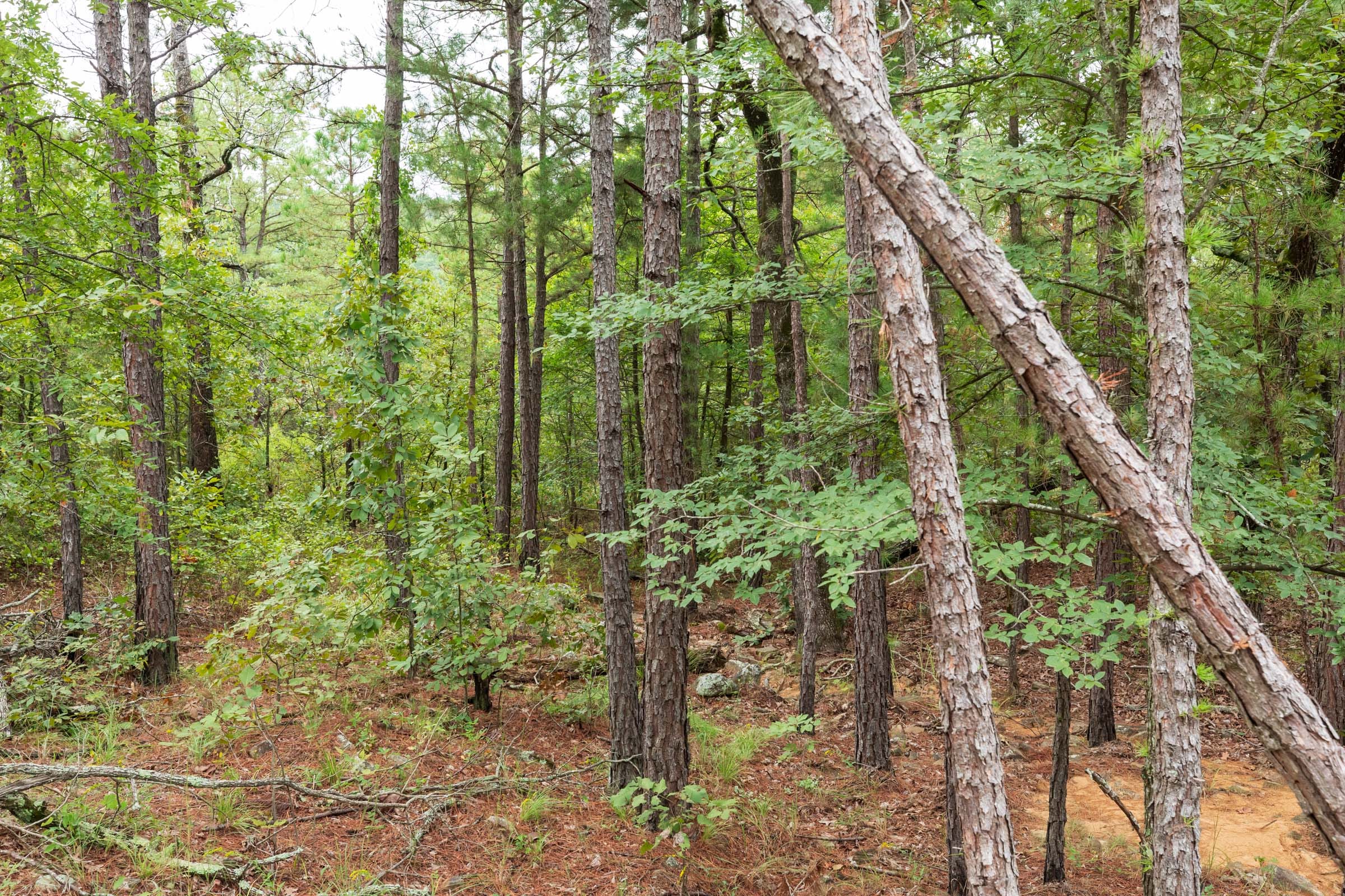 Stone Bridge Phase V Tract 422 photo 7