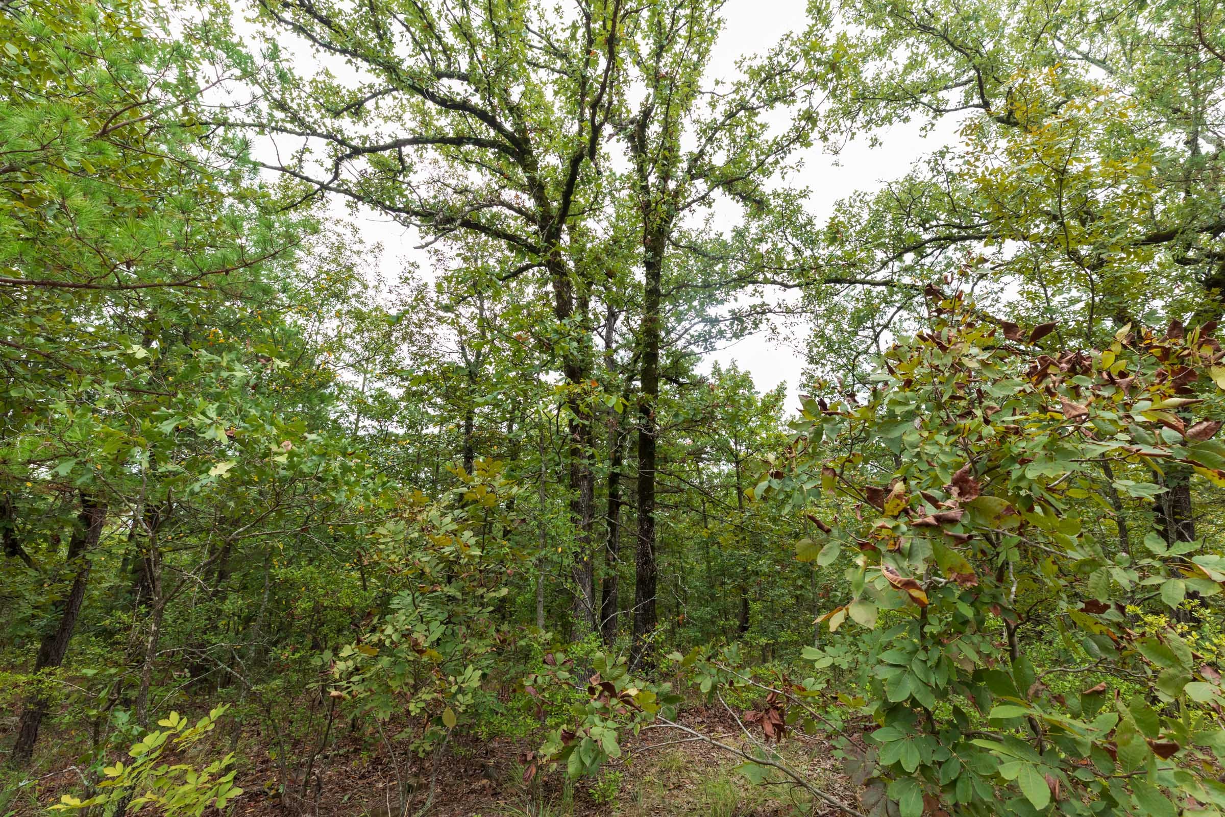 Stone Bridge Phase V Tract 422 photo 10