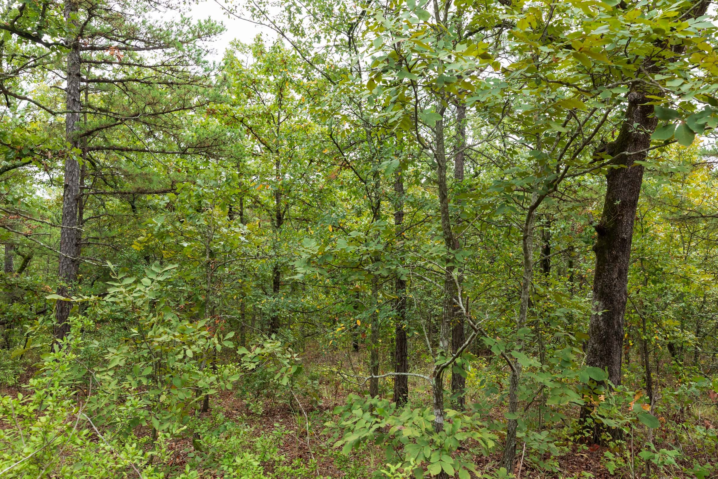 Stone Bridge Phase V Tract 422 photo 11