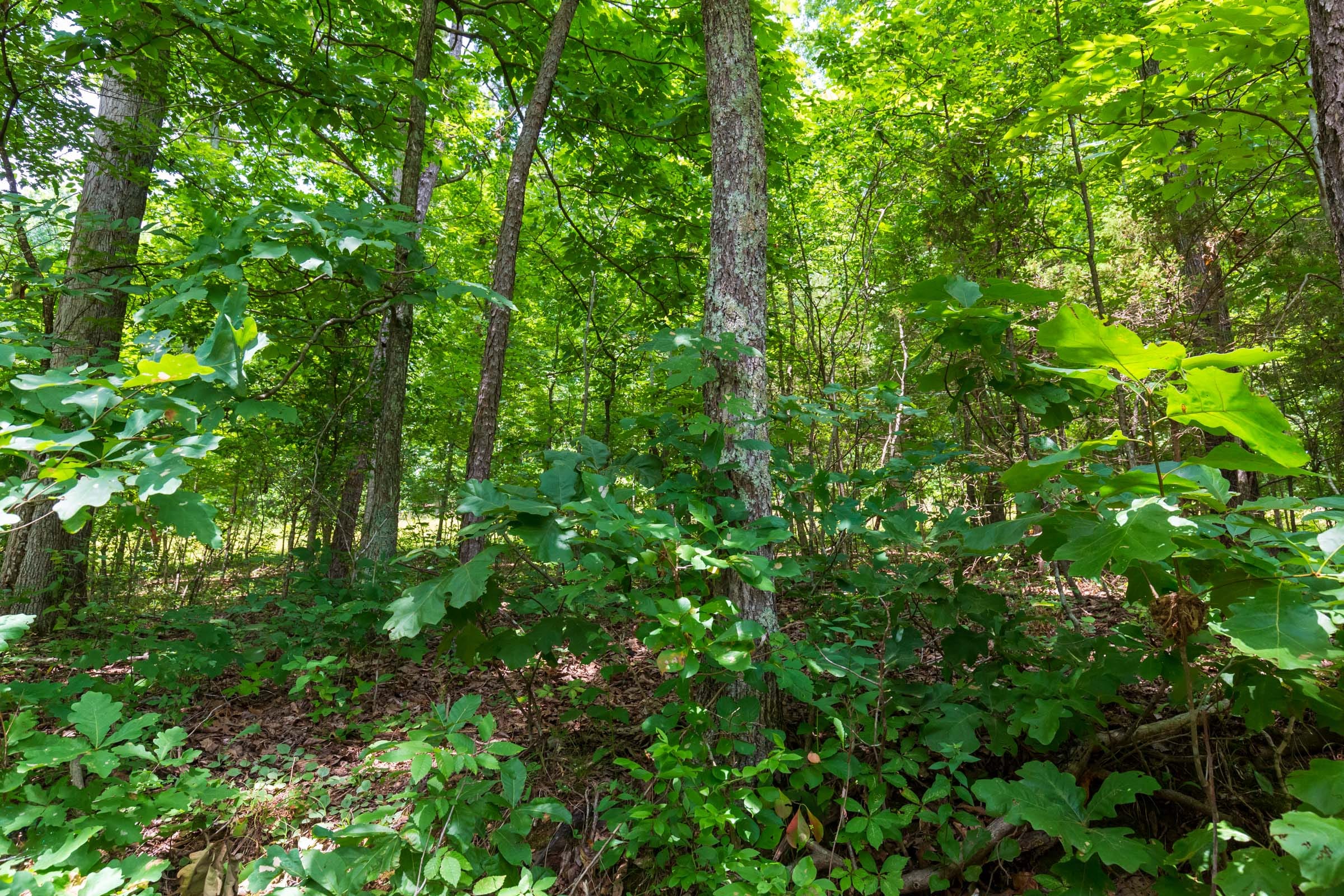 Cypress Ridge Tract 2 photo 3