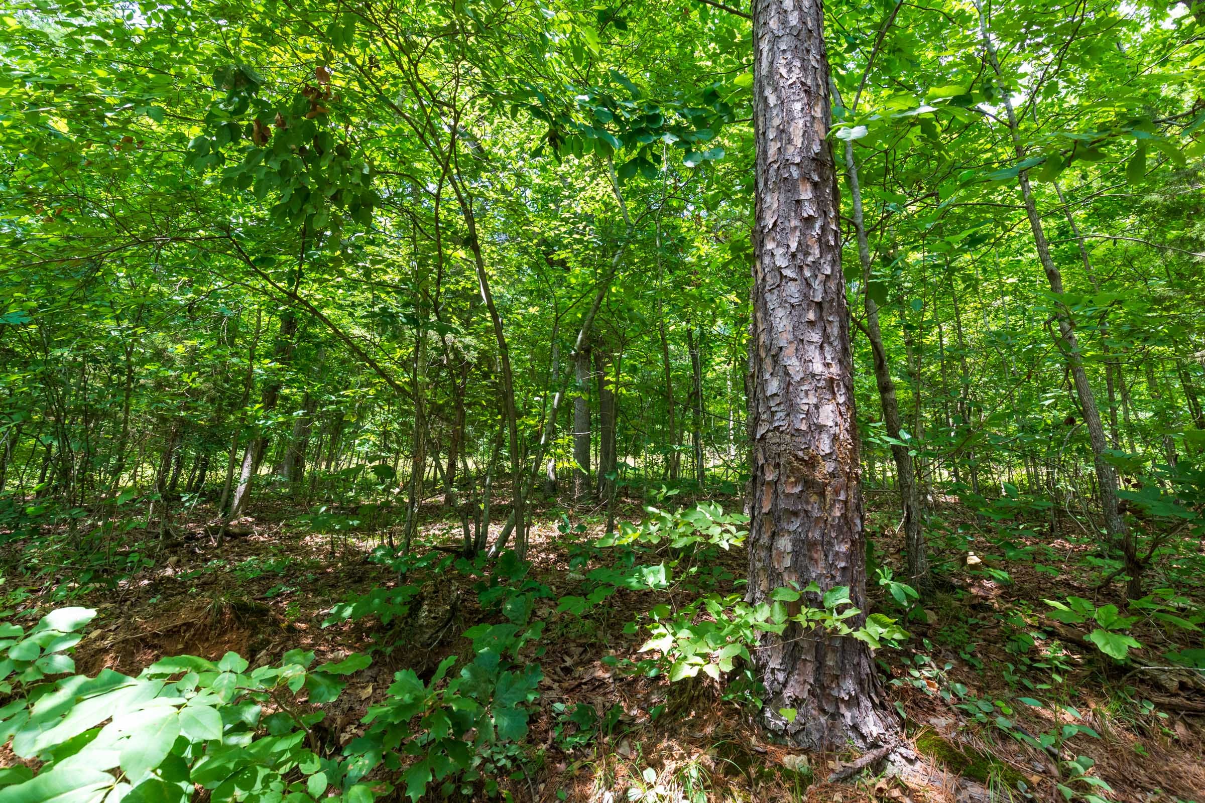 Cypress Ridge Tract 2 photo 5
