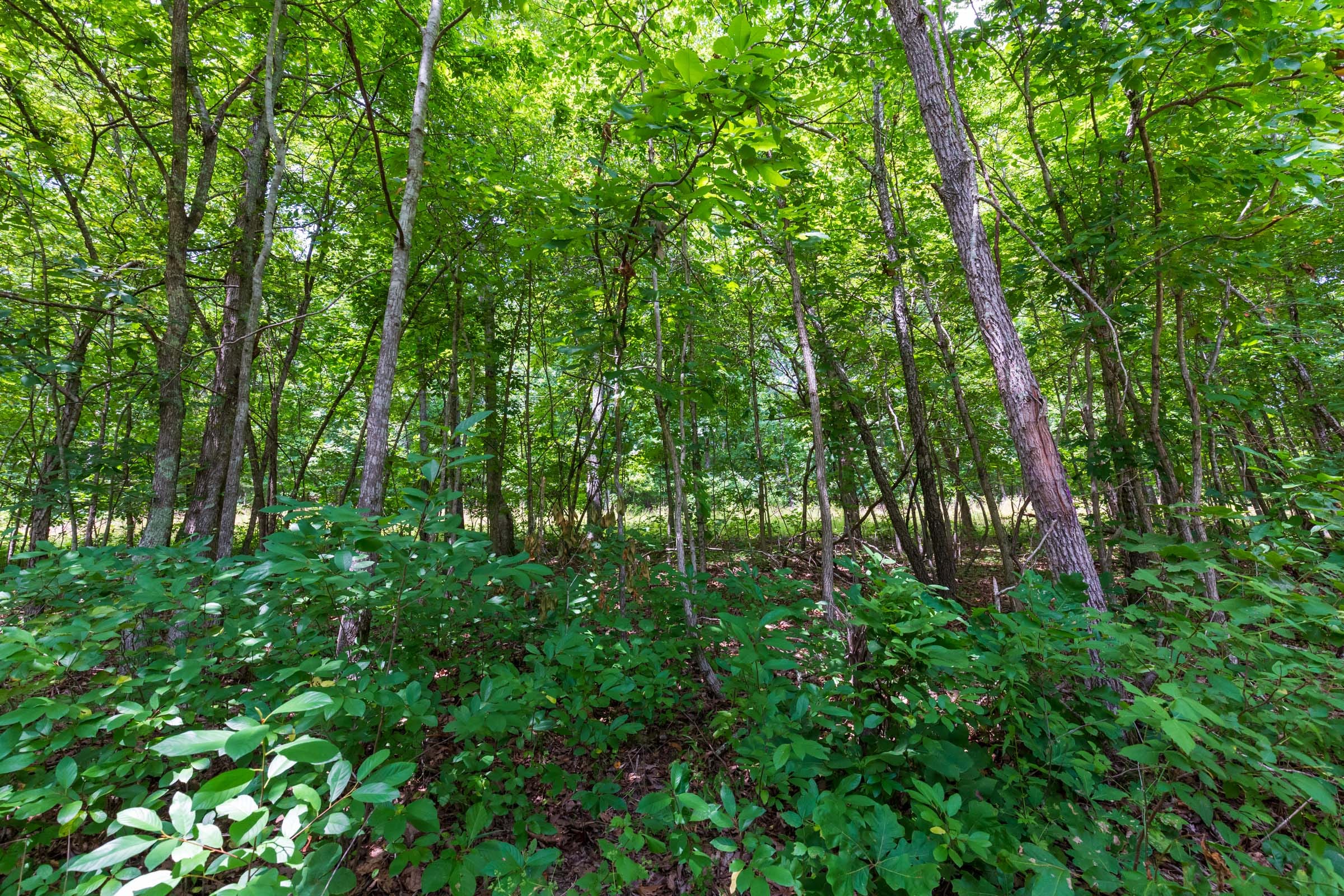 Cypress Ridge Tract 2 photo 6