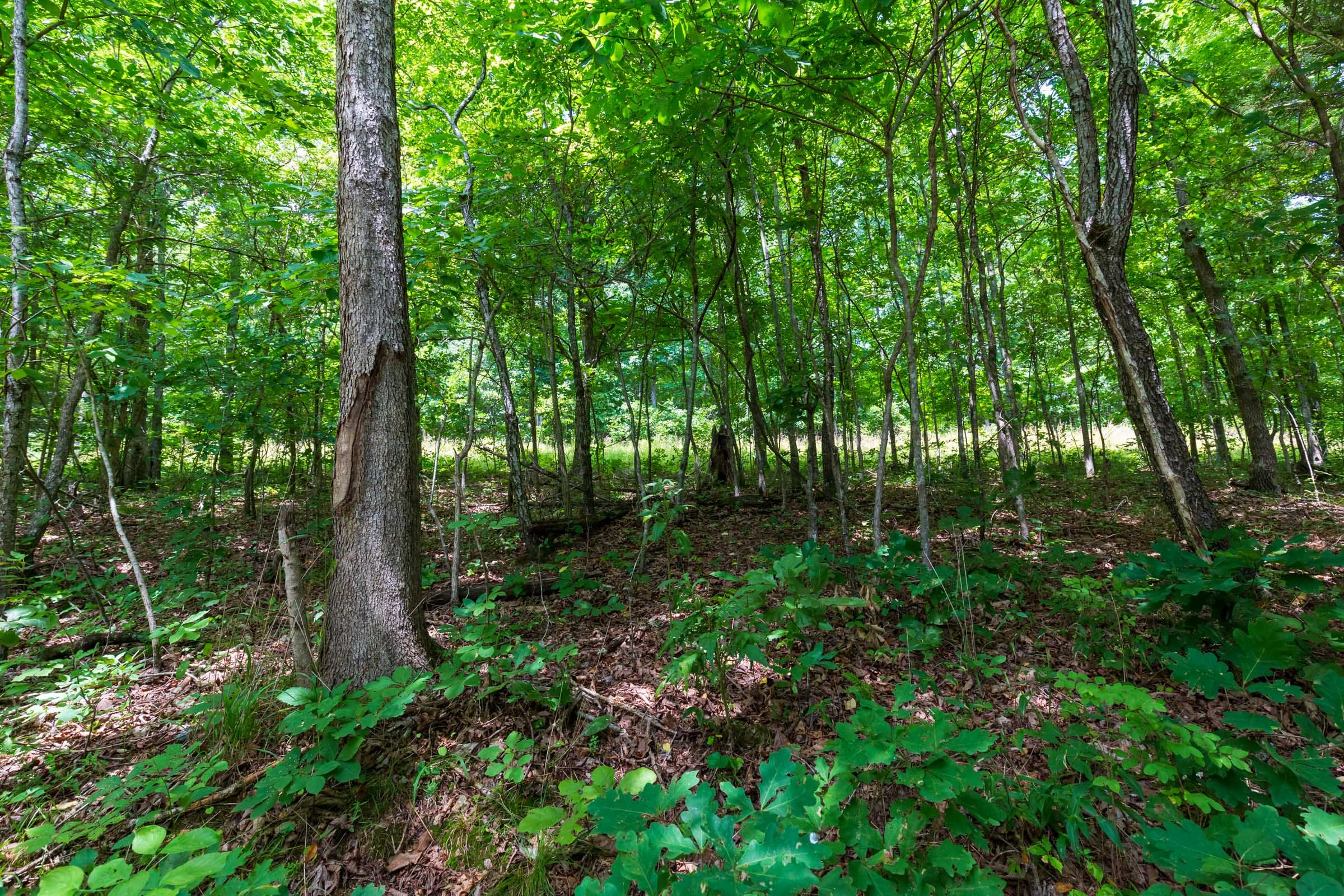 Cypress Ridge Tract 2 photo 8