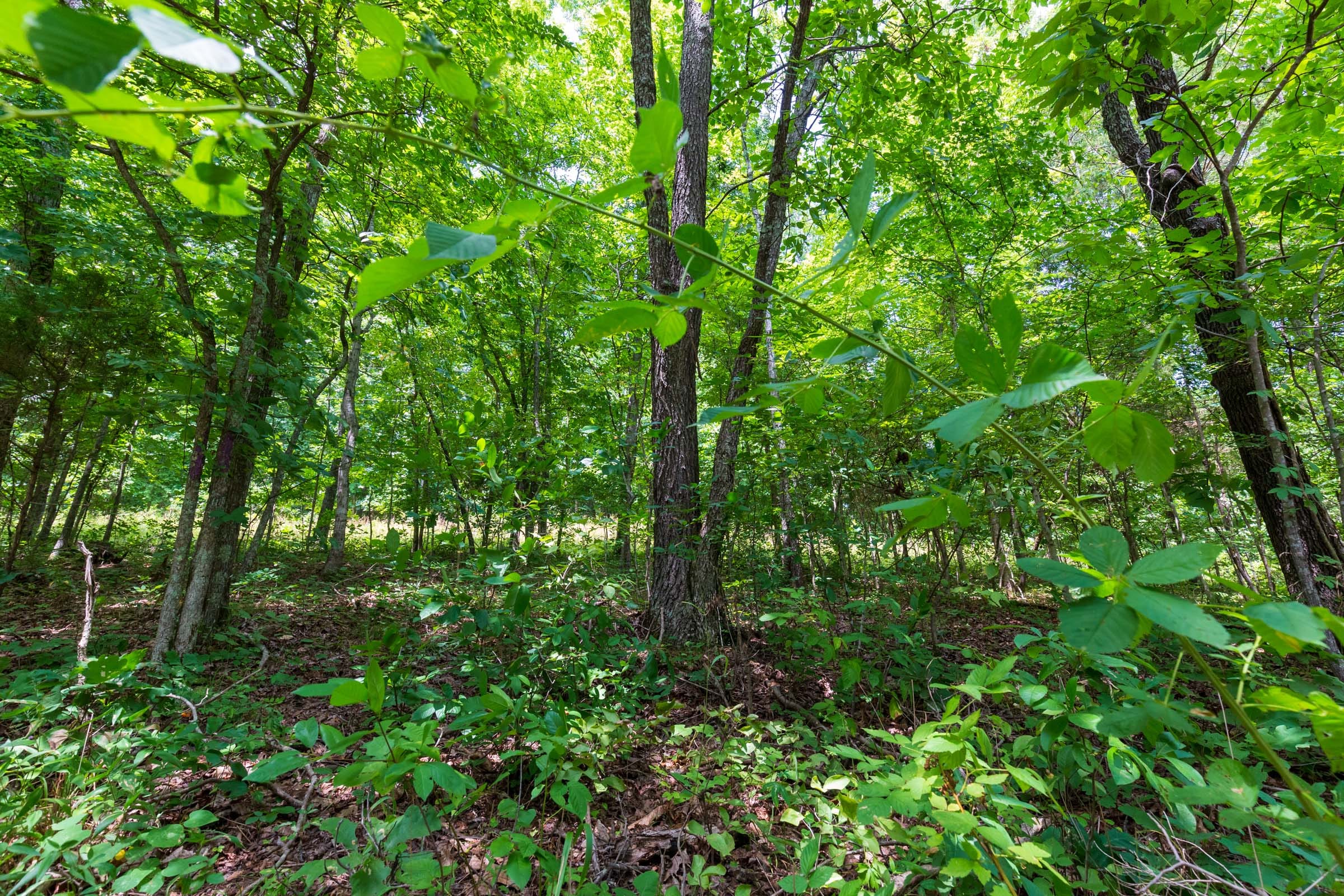 Cypress Ridge Tract 2 photo 11