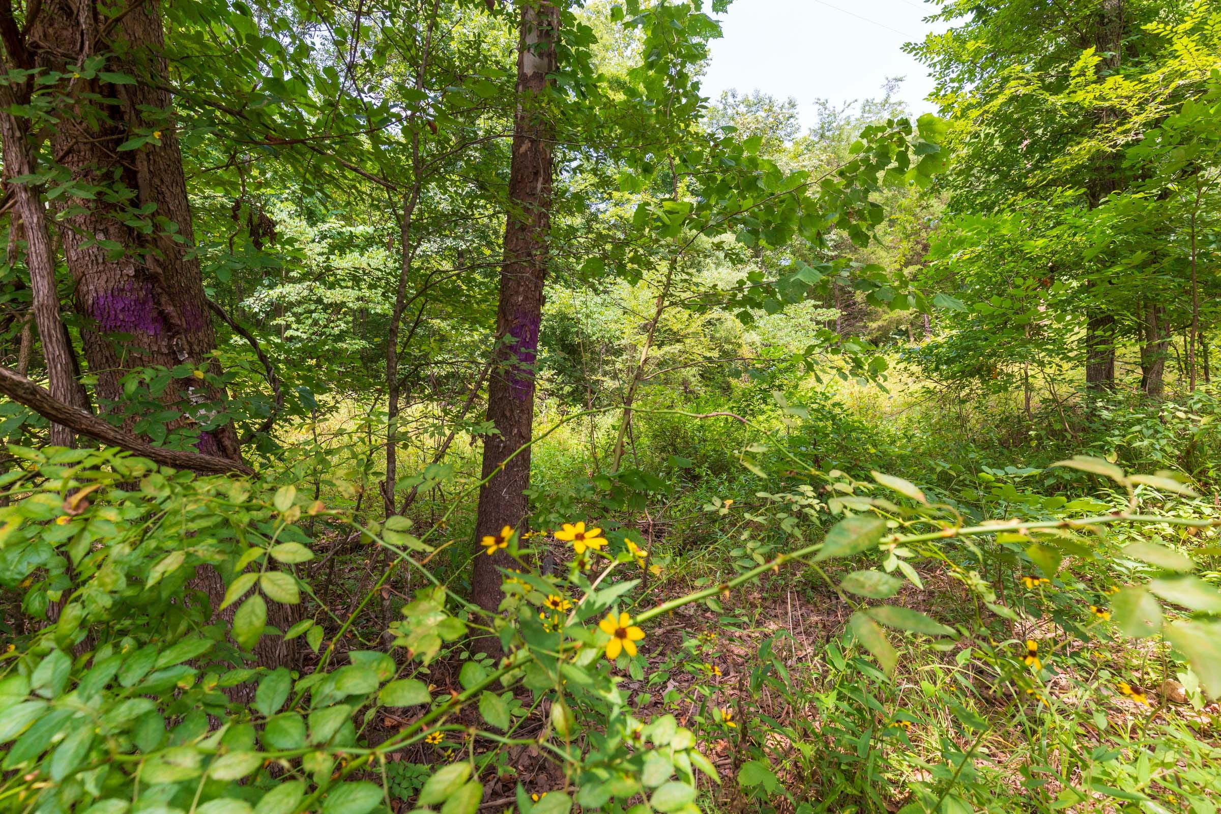 Cypress Ridge Tract 2 photo 9