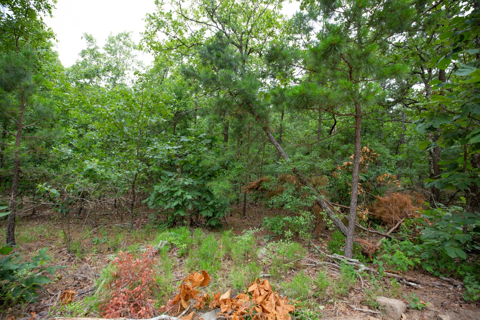Eagle’s Nest Tract 58 photo 4