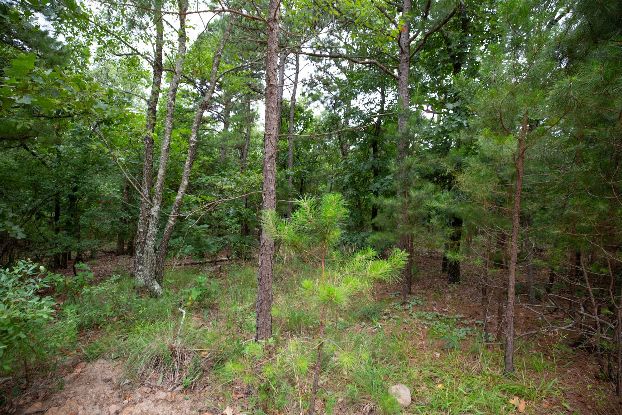 Eagle’s Nest Tract 58 photo 5