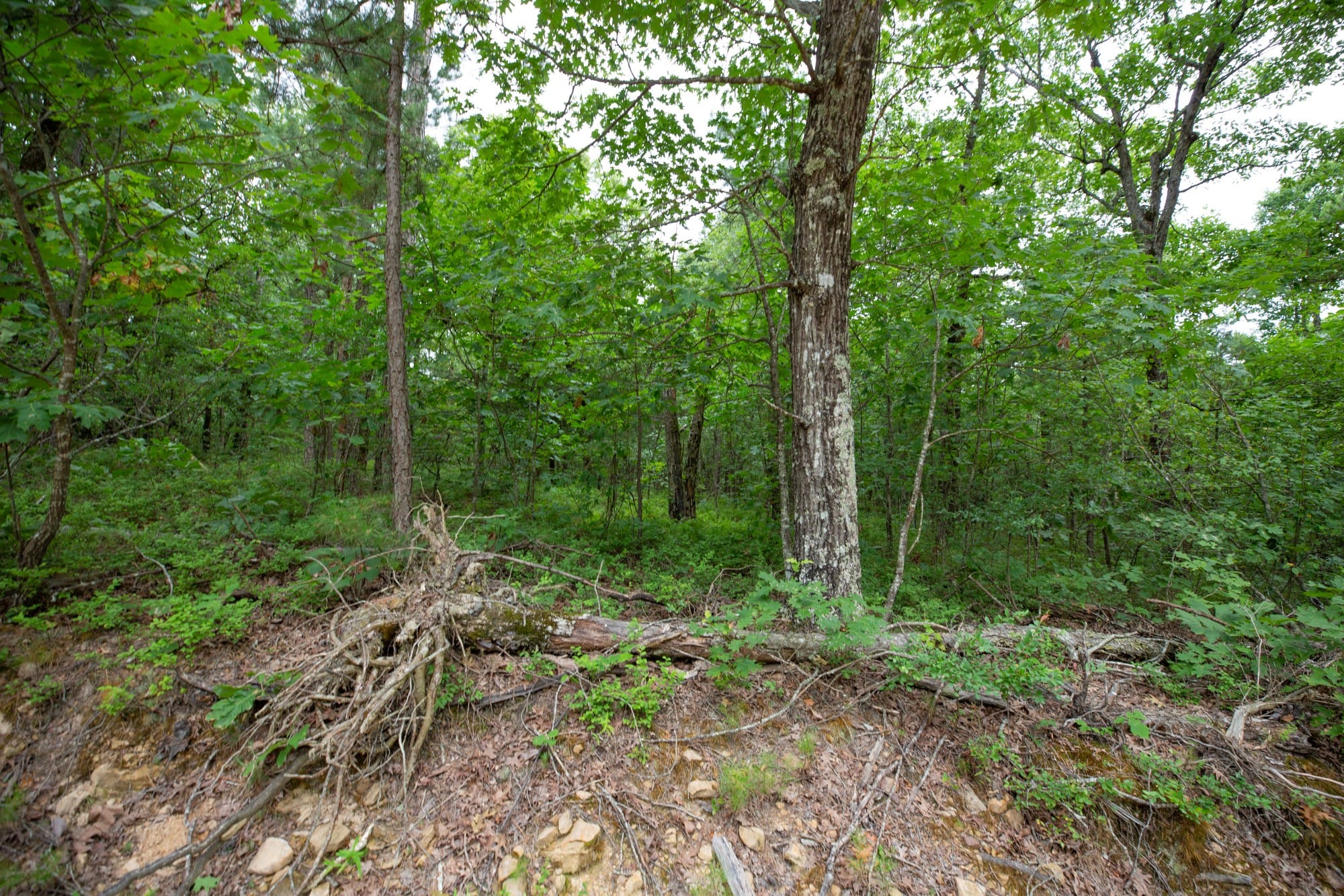 Eagle’s Nest Tract 58 photo 12