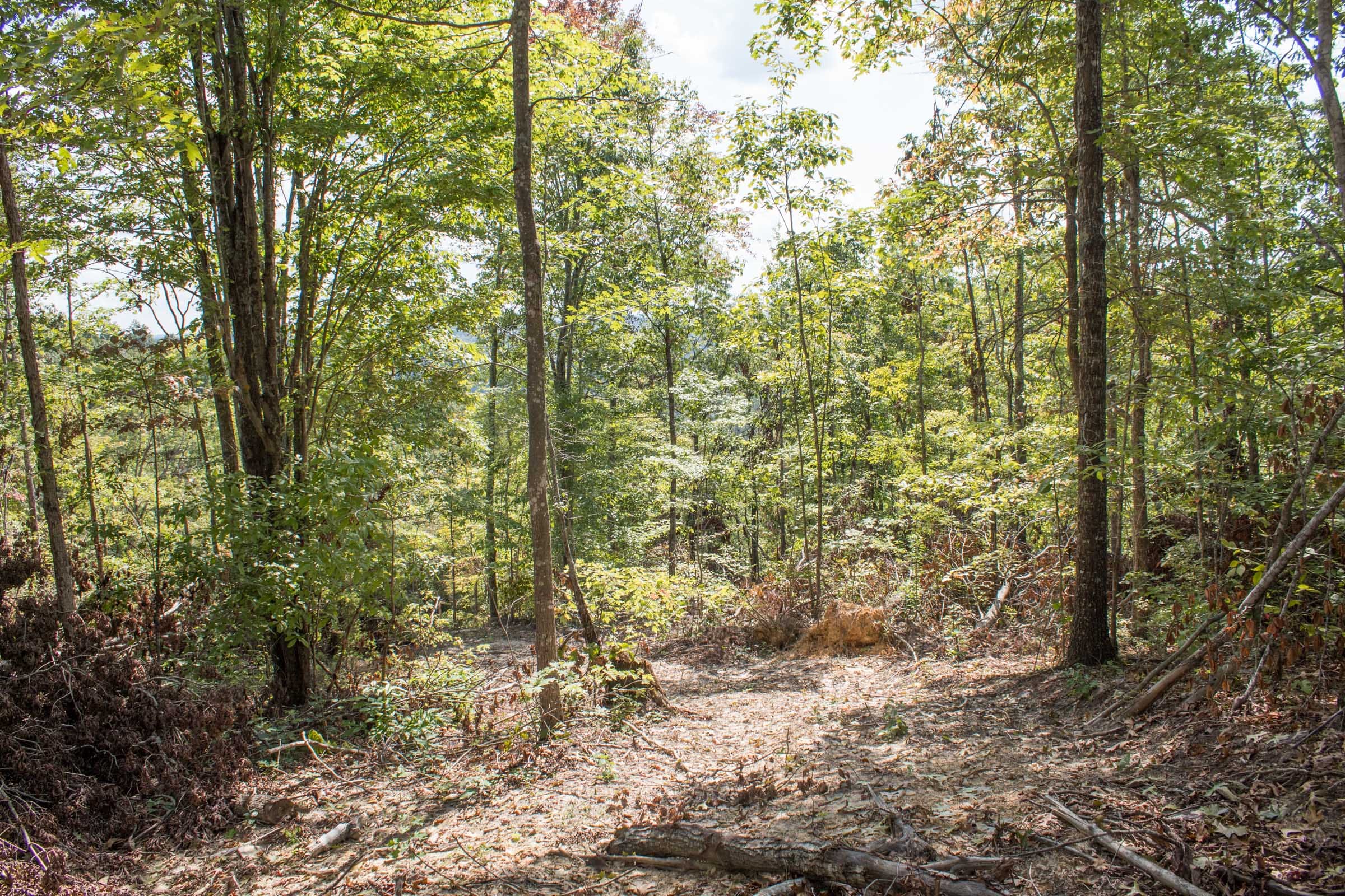 Buck Run Ridge Tract 29 photo 10