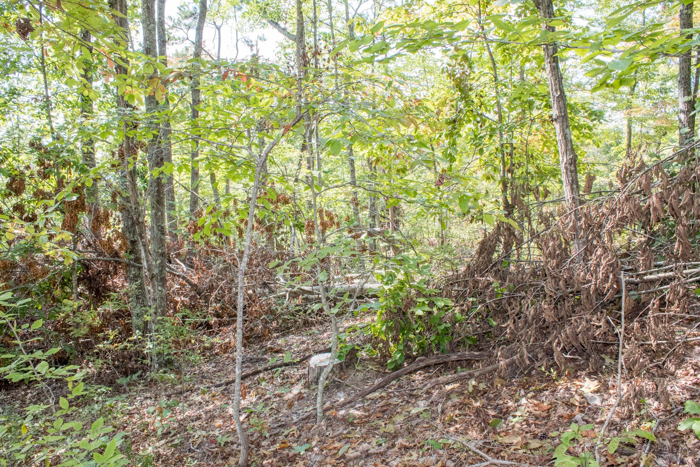 Buck Run Ridge Tract 29 photo 11