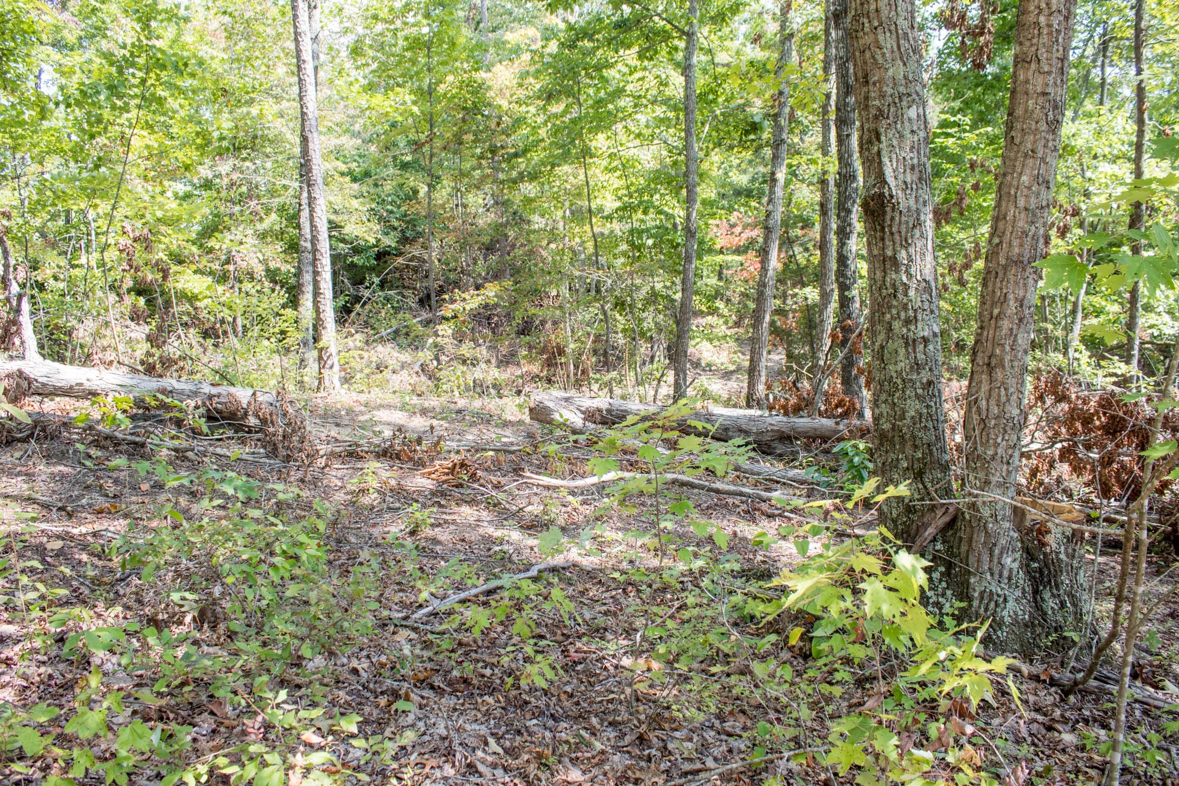 Buck Run Ridge Tract 29 photo 12